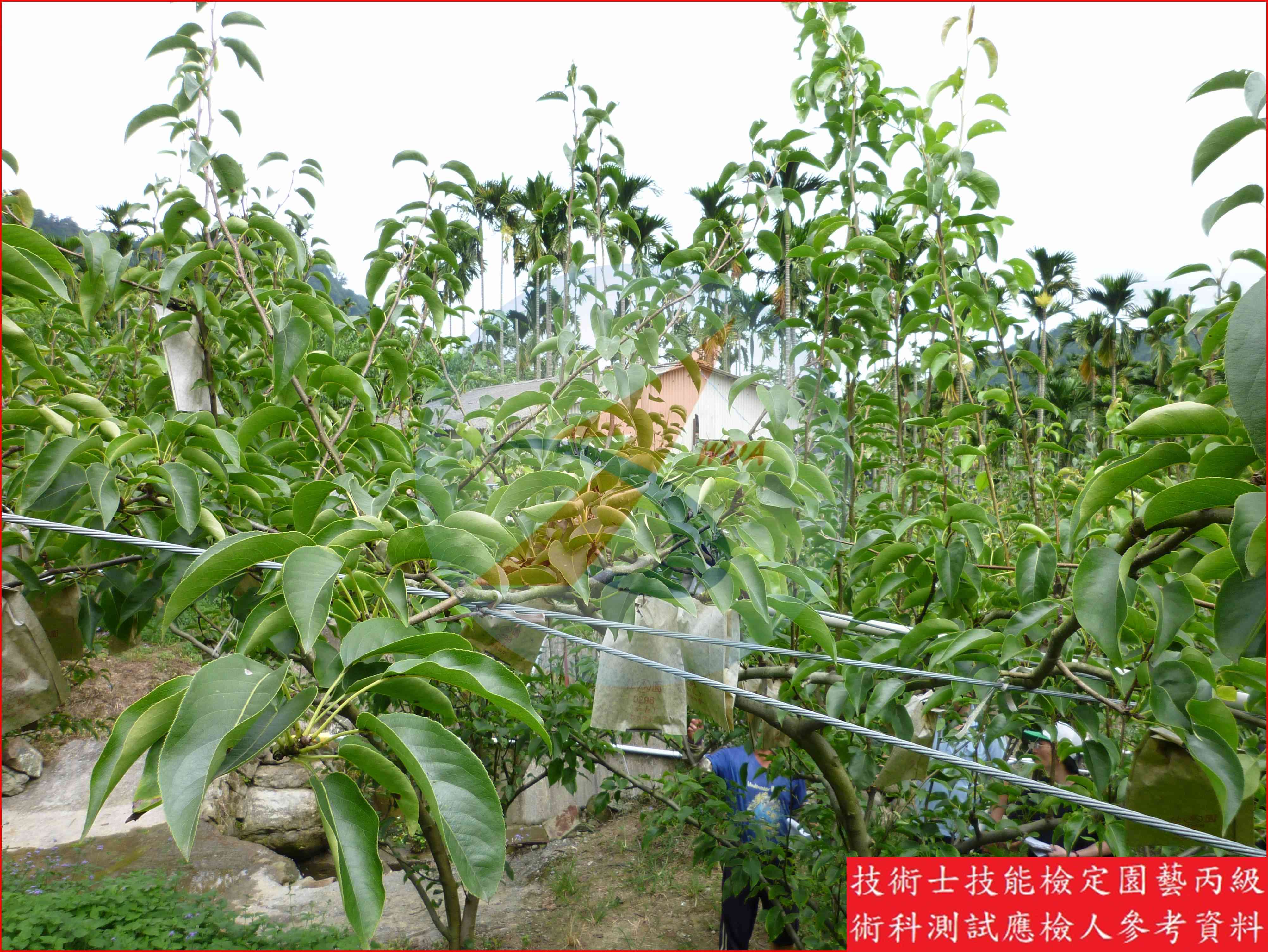 梨 園藝丙級識別圖片 7