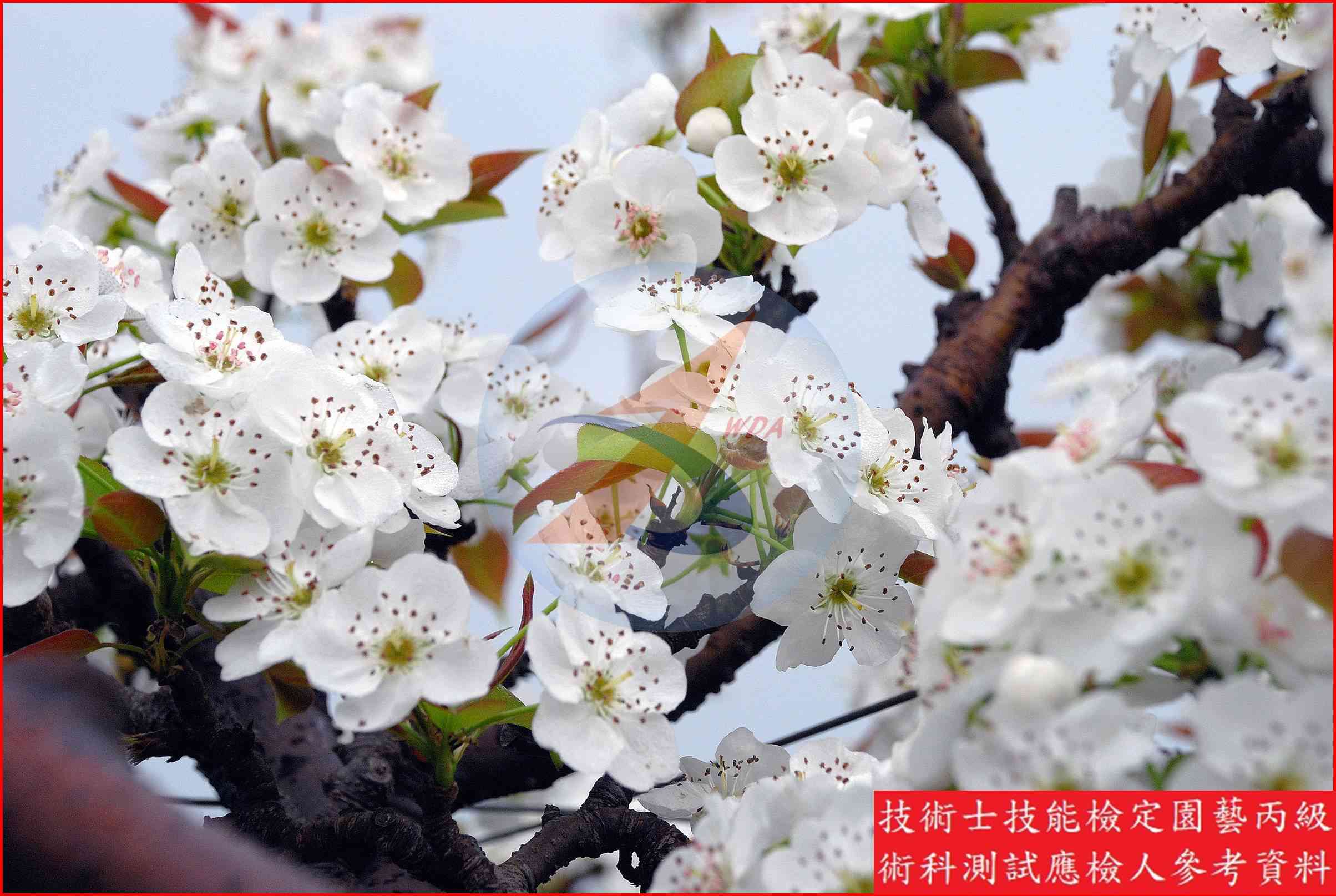 梨 園藝丙級識別圖片 8