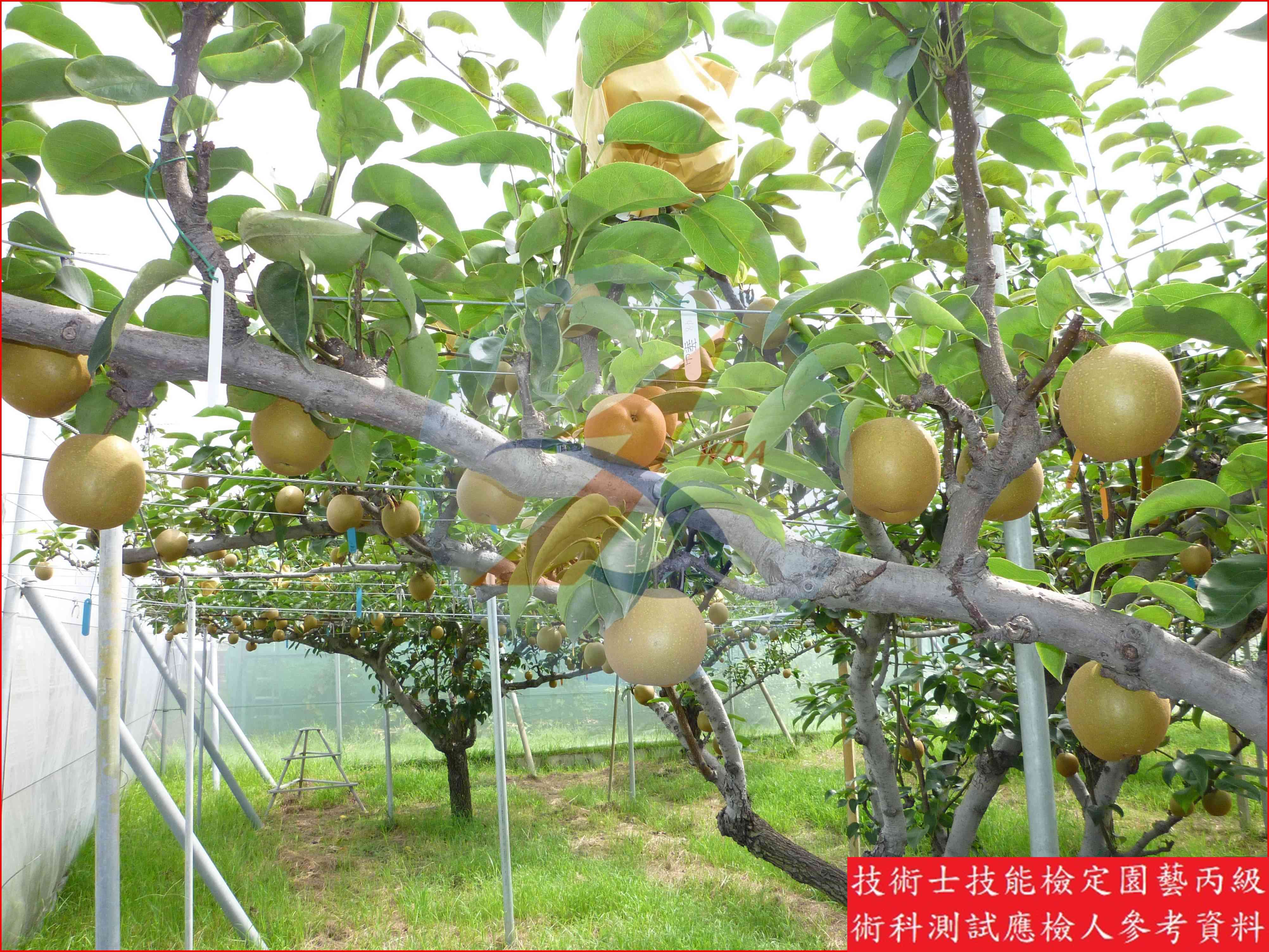 梨 園藝丙級識別圖片 9