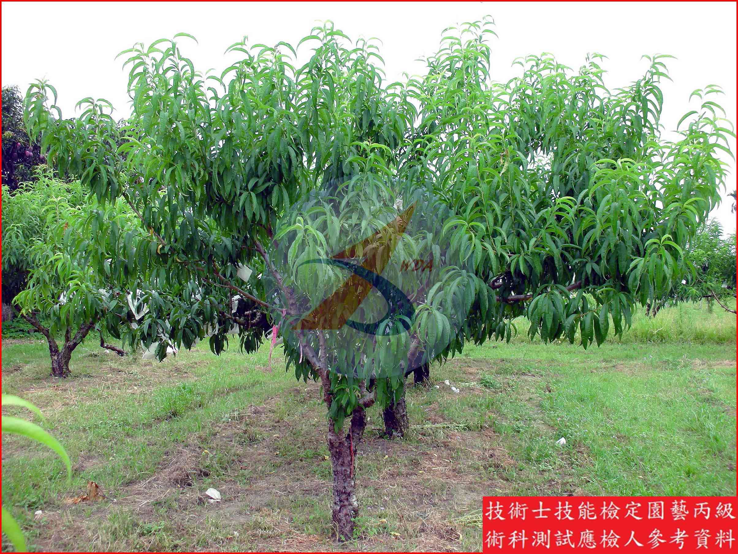 桃 / 梅 比較主圖