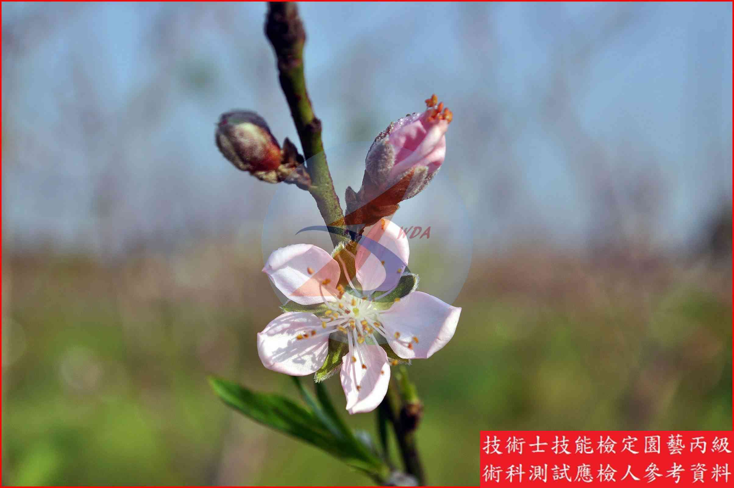 桃 園藝丙級識別圖片 3