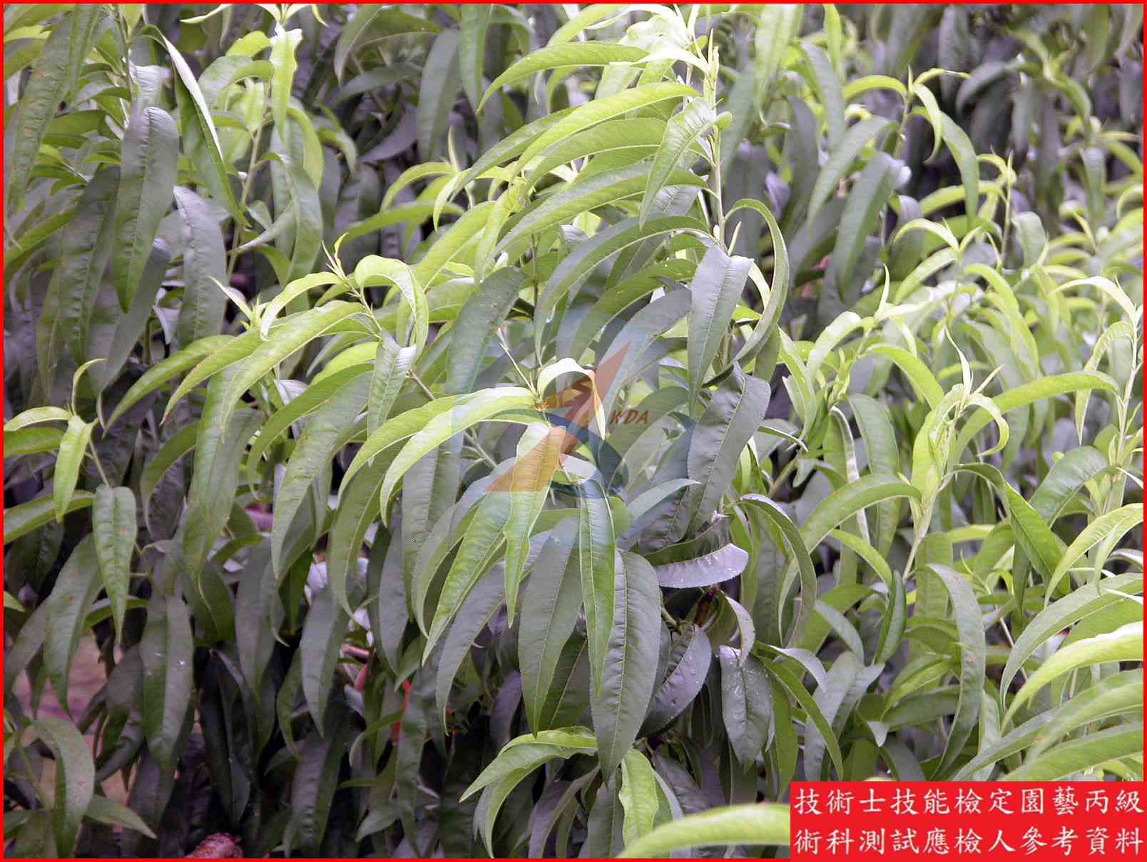 桃 園藝丙級識別圖片 4