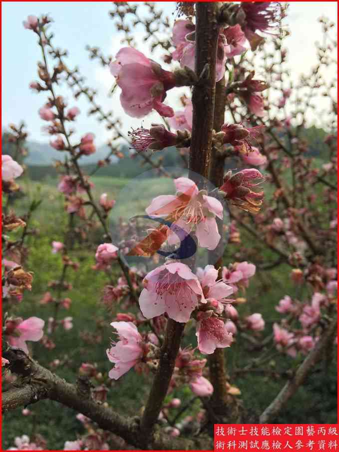 桃 園藝丙級識別圖片 5