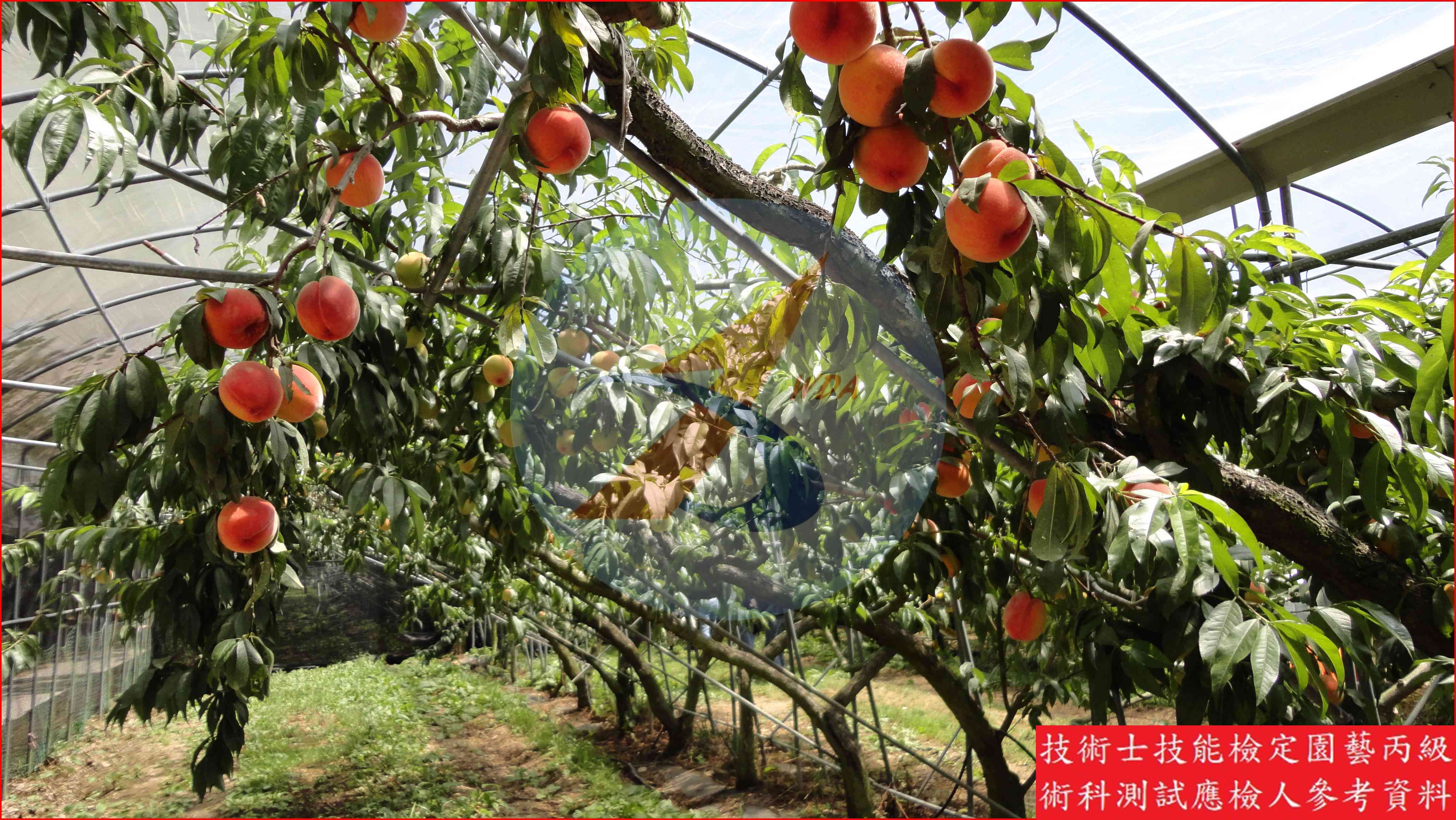 桃 園藝丙級識別圖片 6
