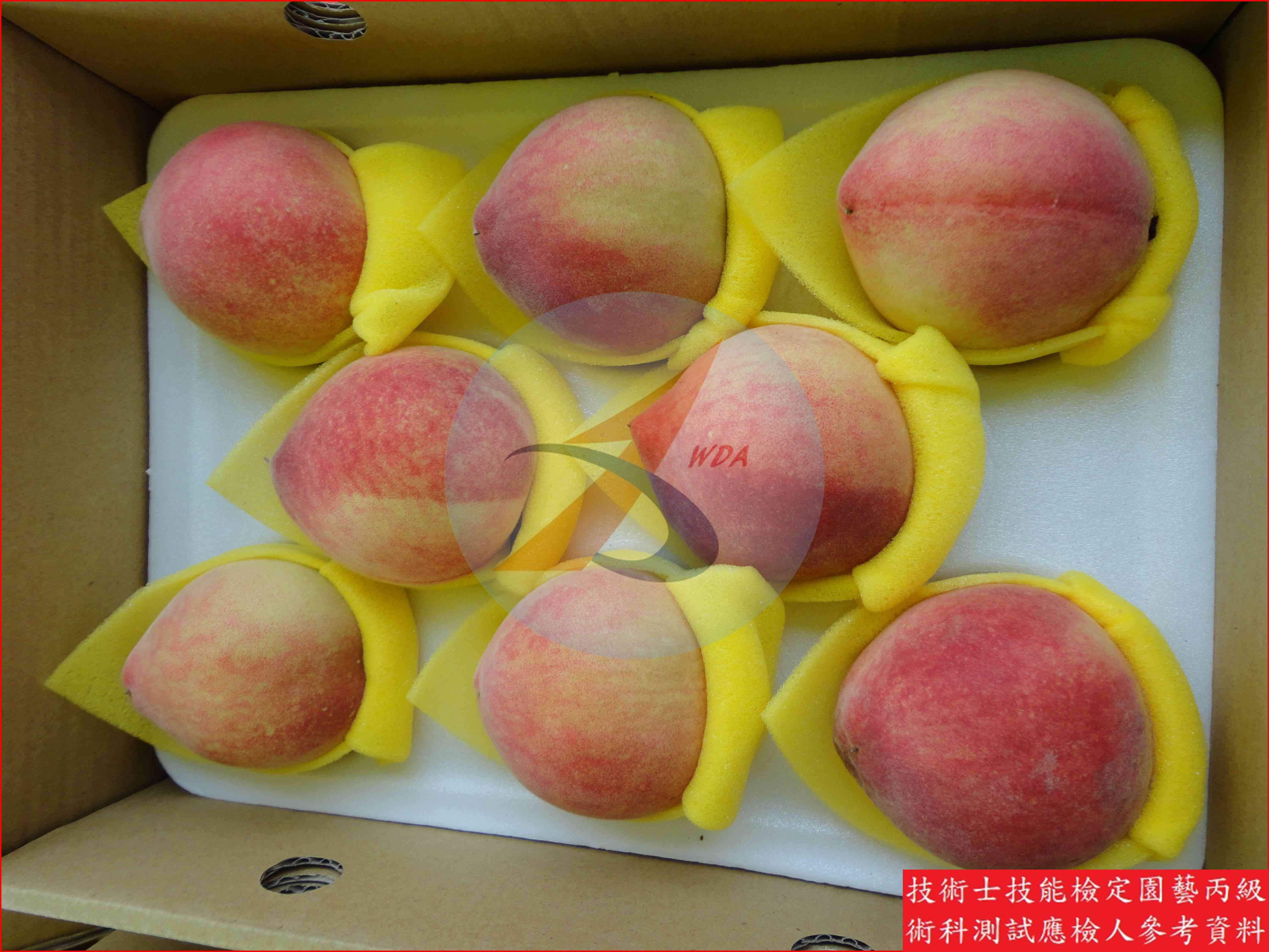 桃 園藝丙級識別圖片 7
