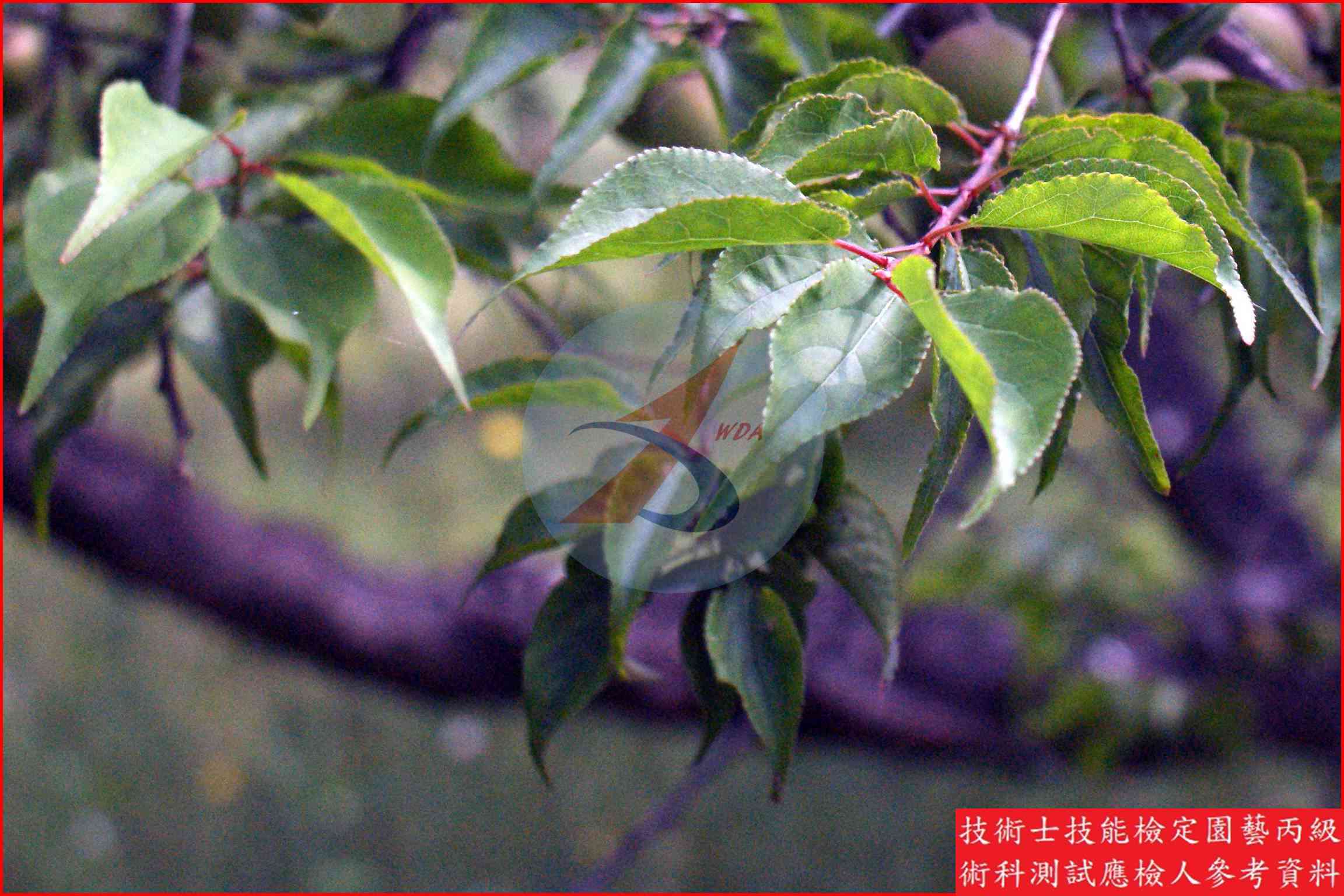 梅 園藝丙級識別圖片 3
