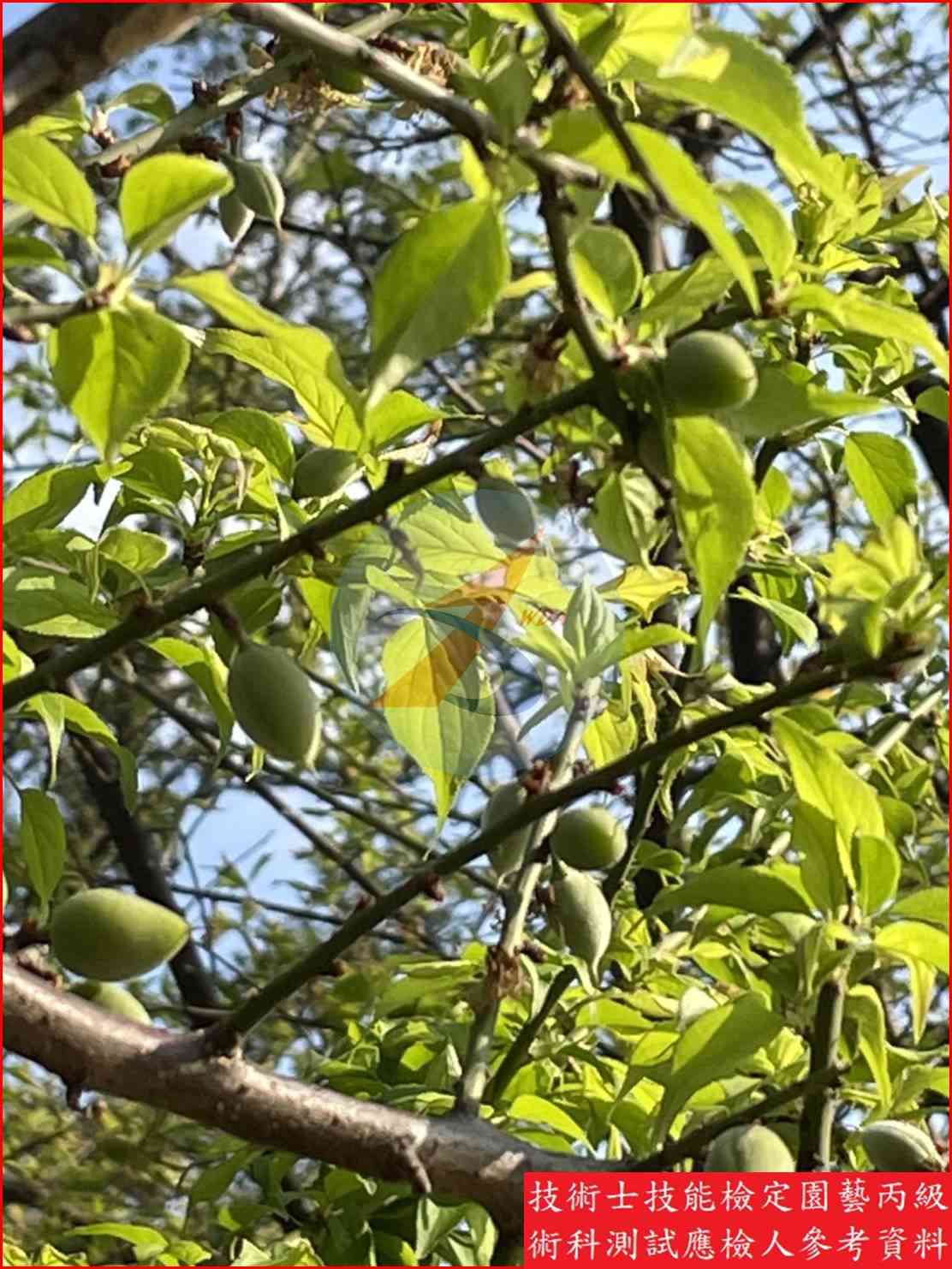 梅 園藝丙級識別圖片 4
