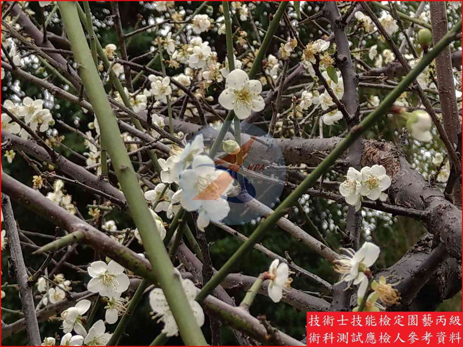 梅 園藝丙級識別圖片 5