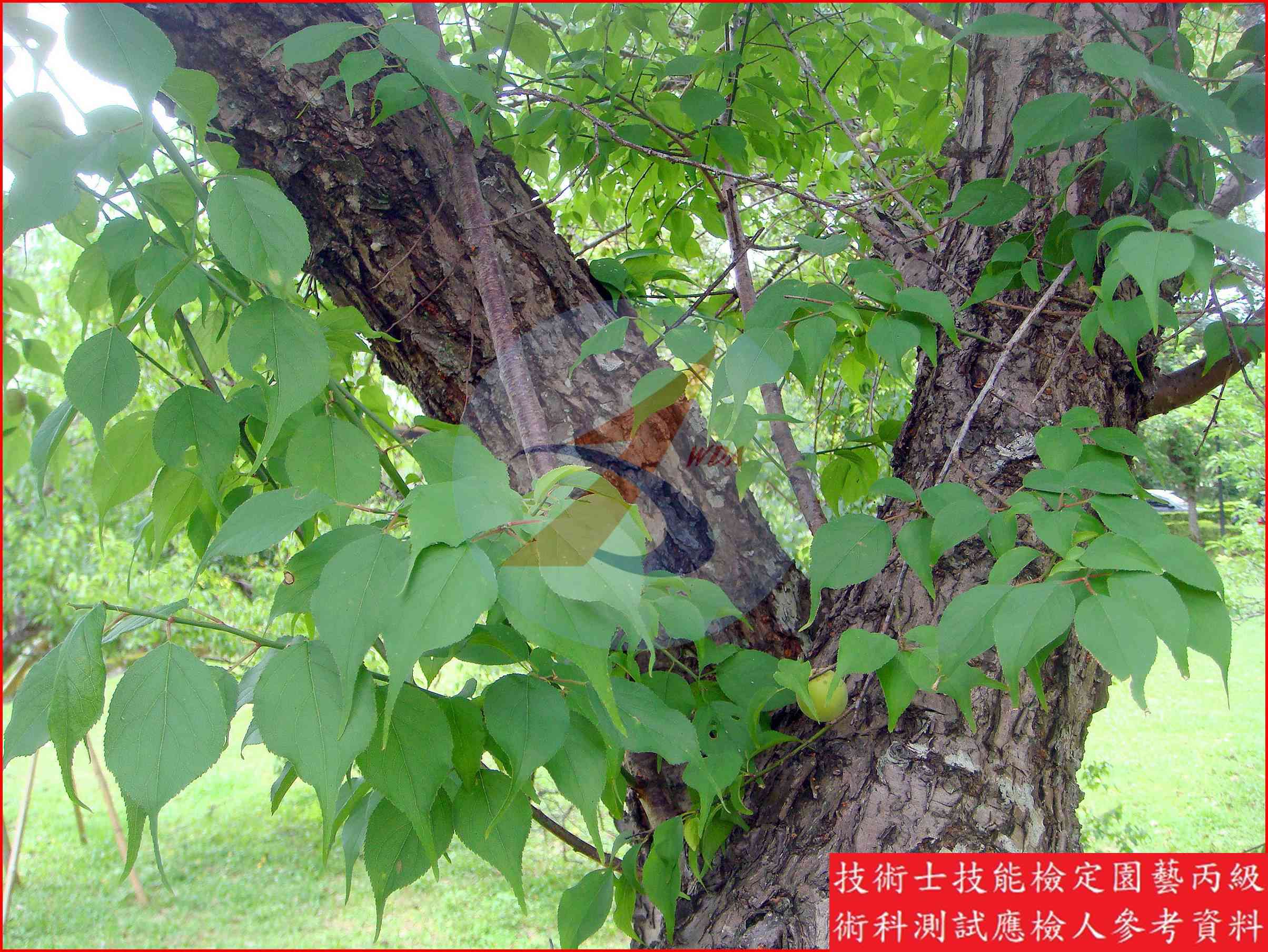 梅 園藝丙級識別圖片 6