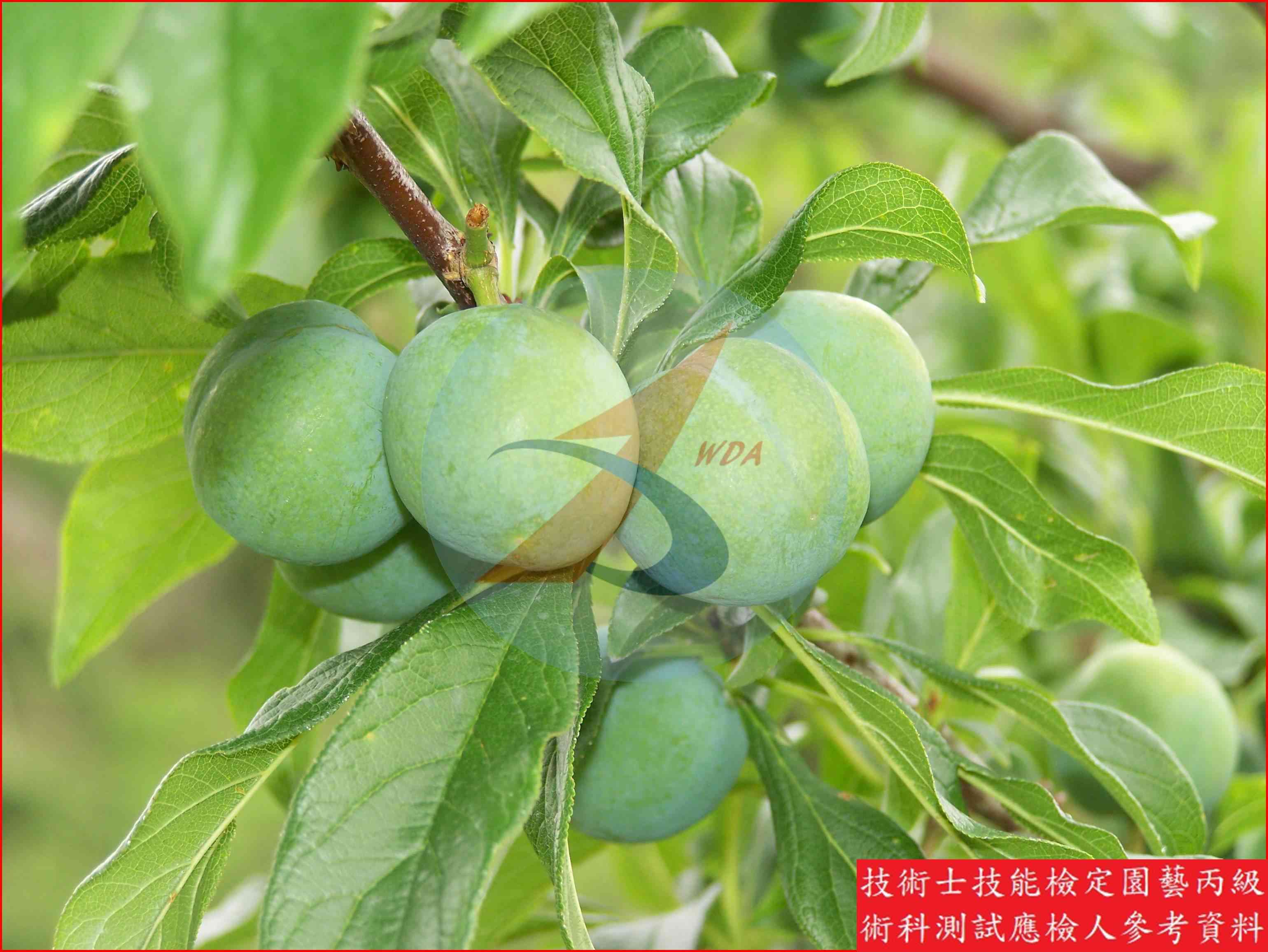 李 園藝丙級辨識圖片