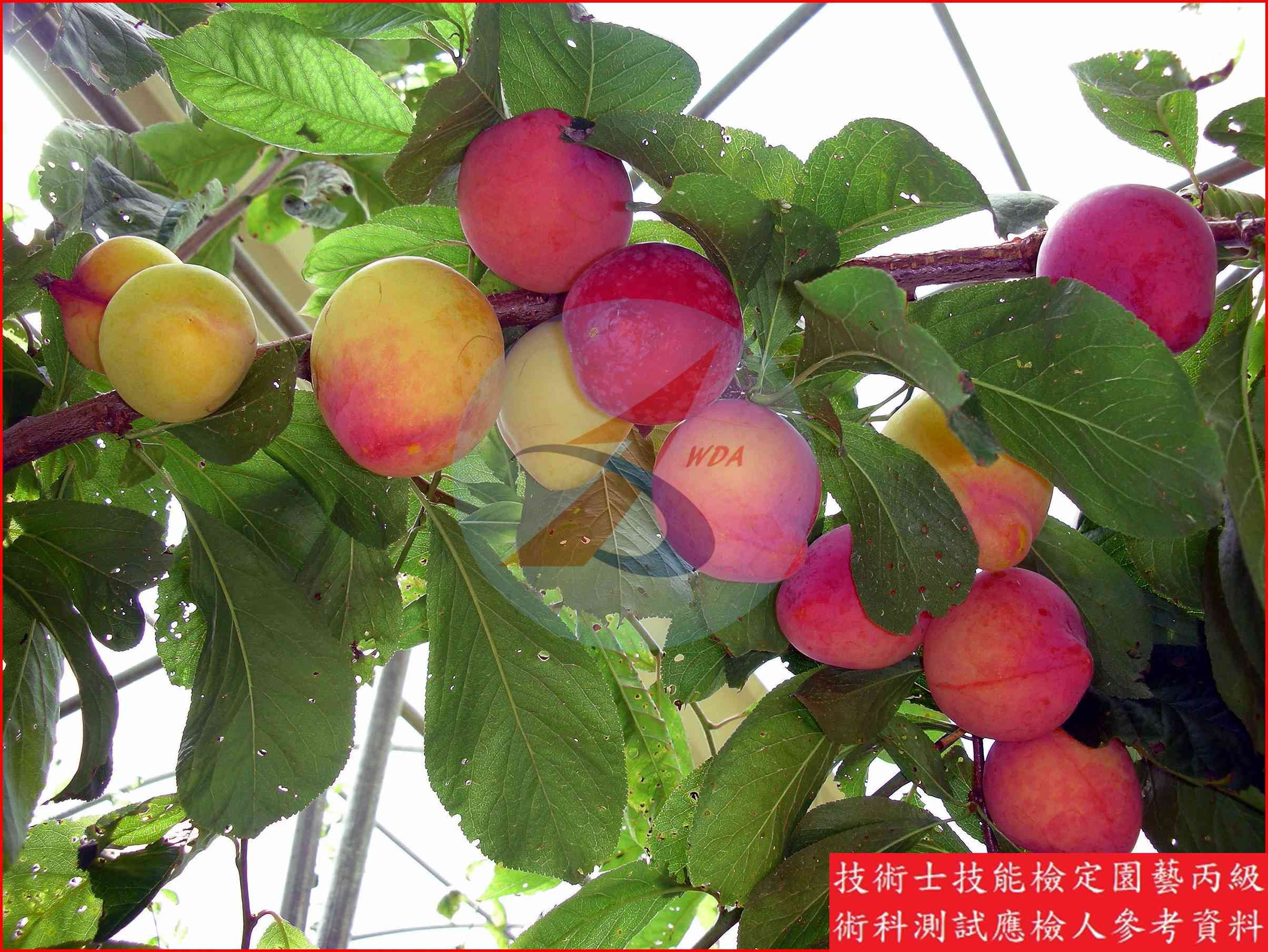 李 園藝丙級識別圖片 3