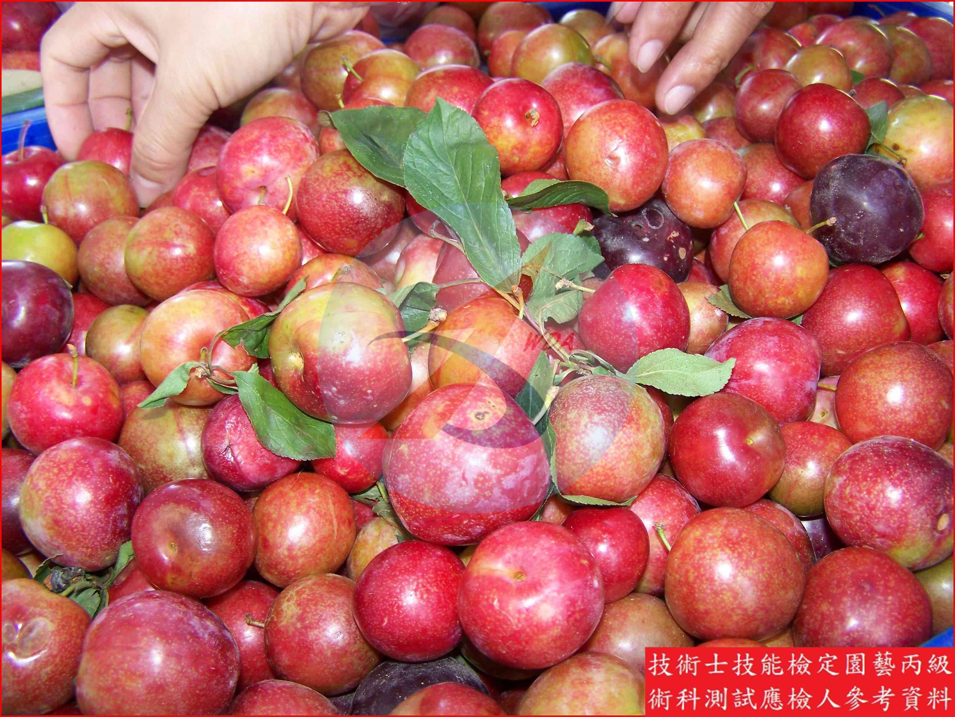 李 園藝丙級識別圖片 4