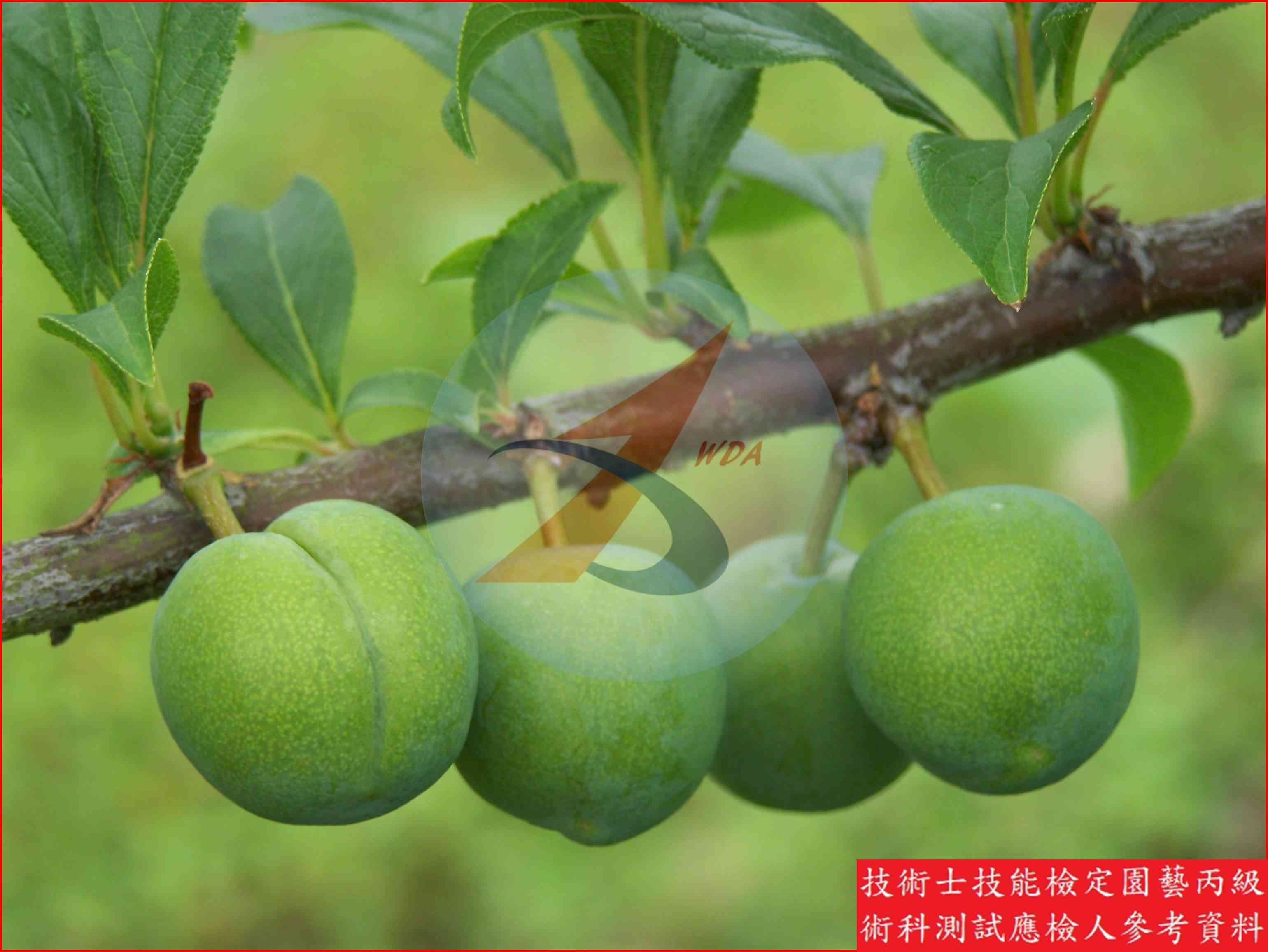 李 園藝丙級識別圖片 5