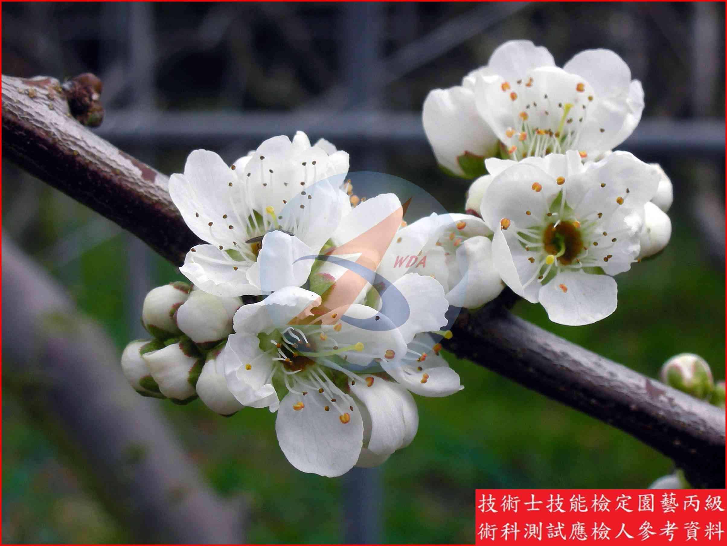 李 園藝丙級識別圖片 7