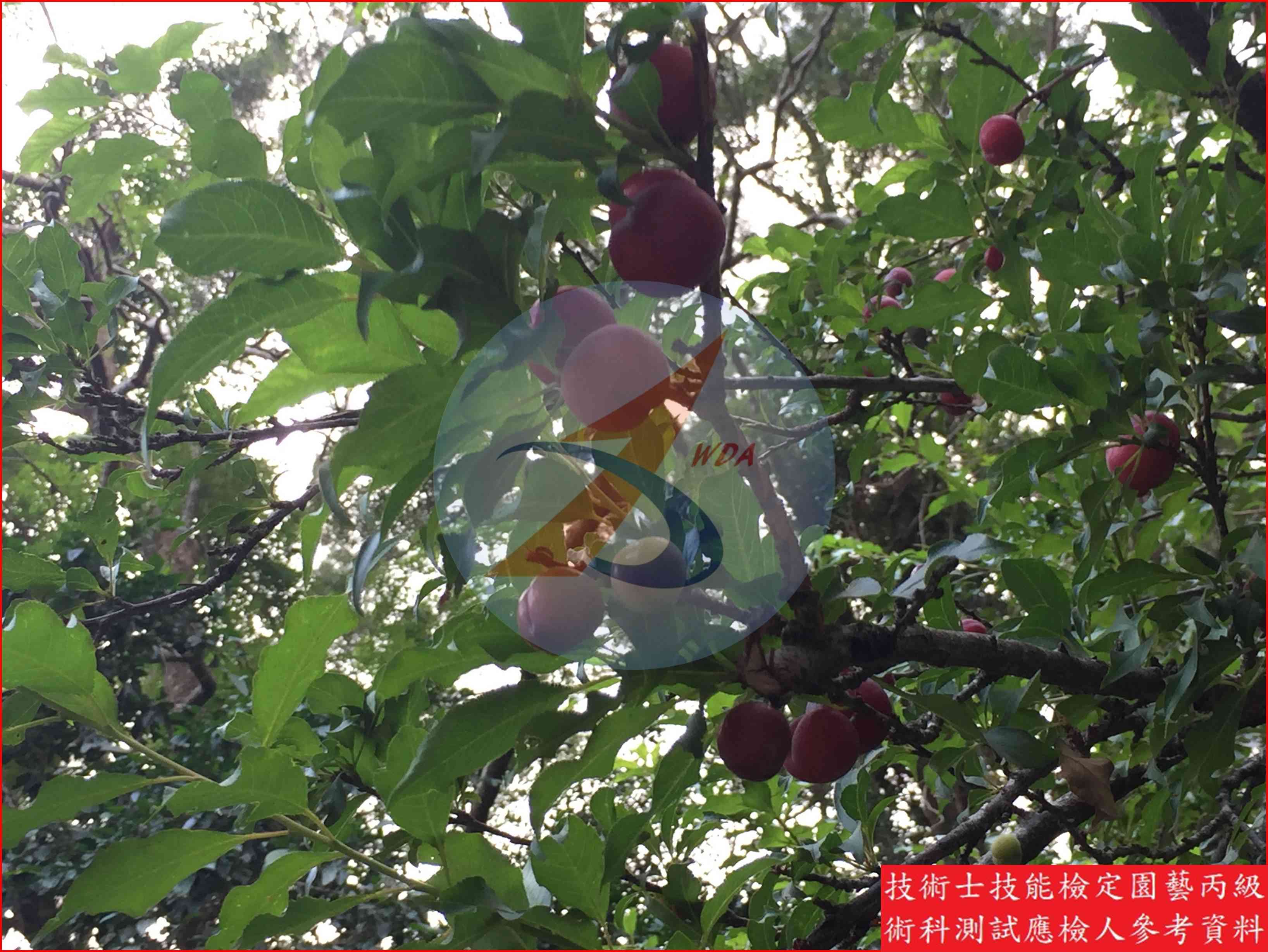 李 園藝丙級識別圖片 8
