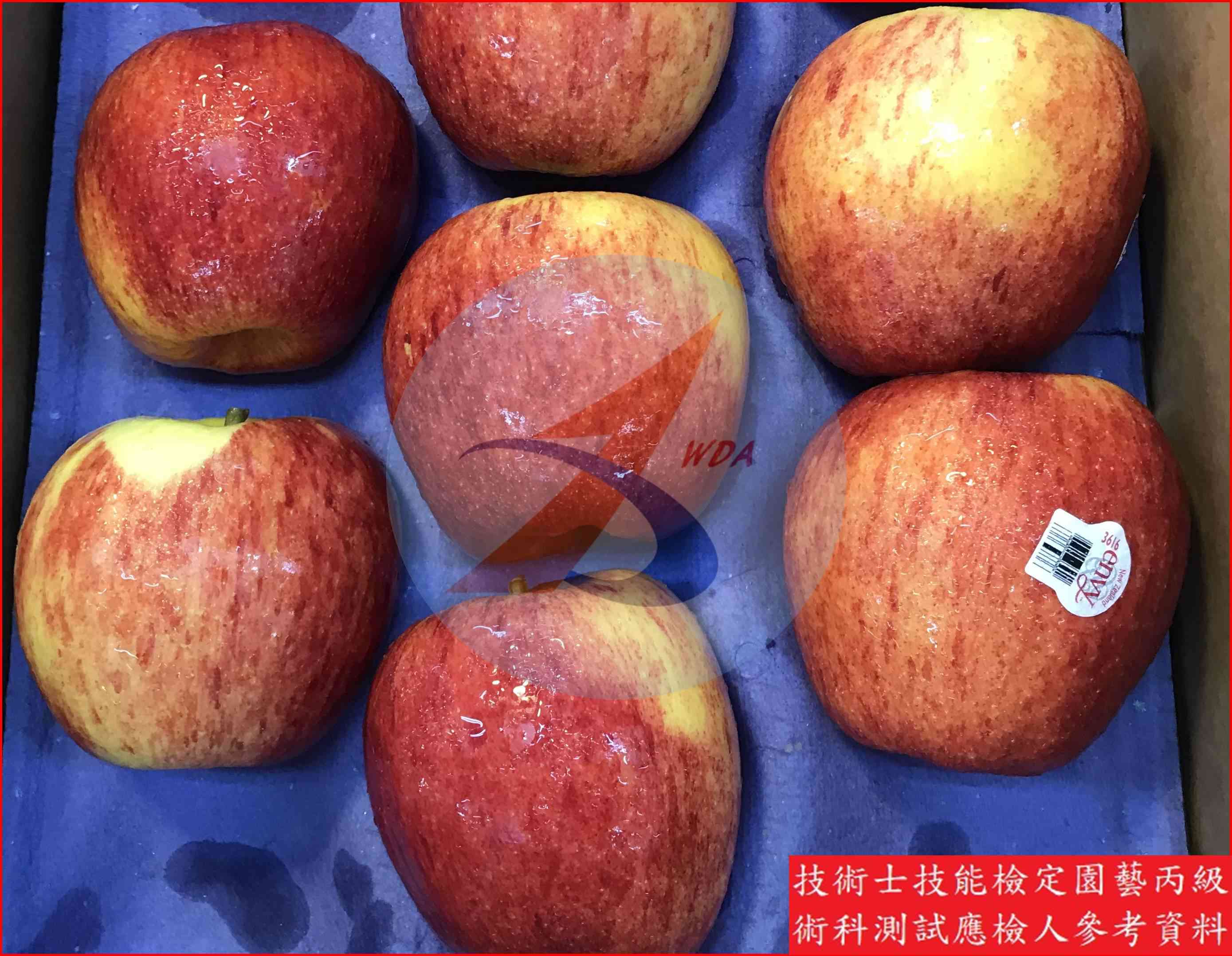 蘋果 園藝丙級辨識圖片