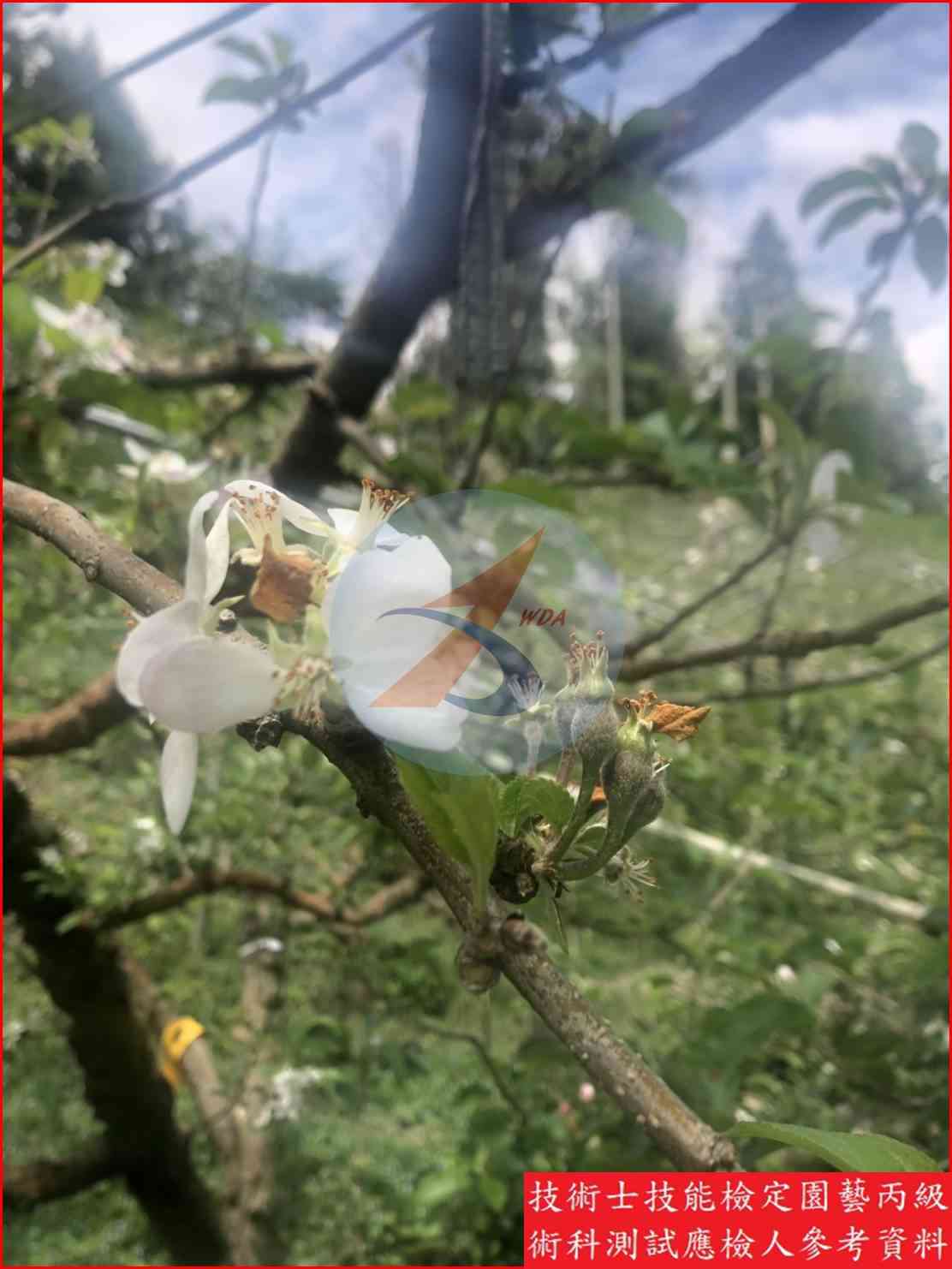 蘋果 園藝丙級識別圖片 10