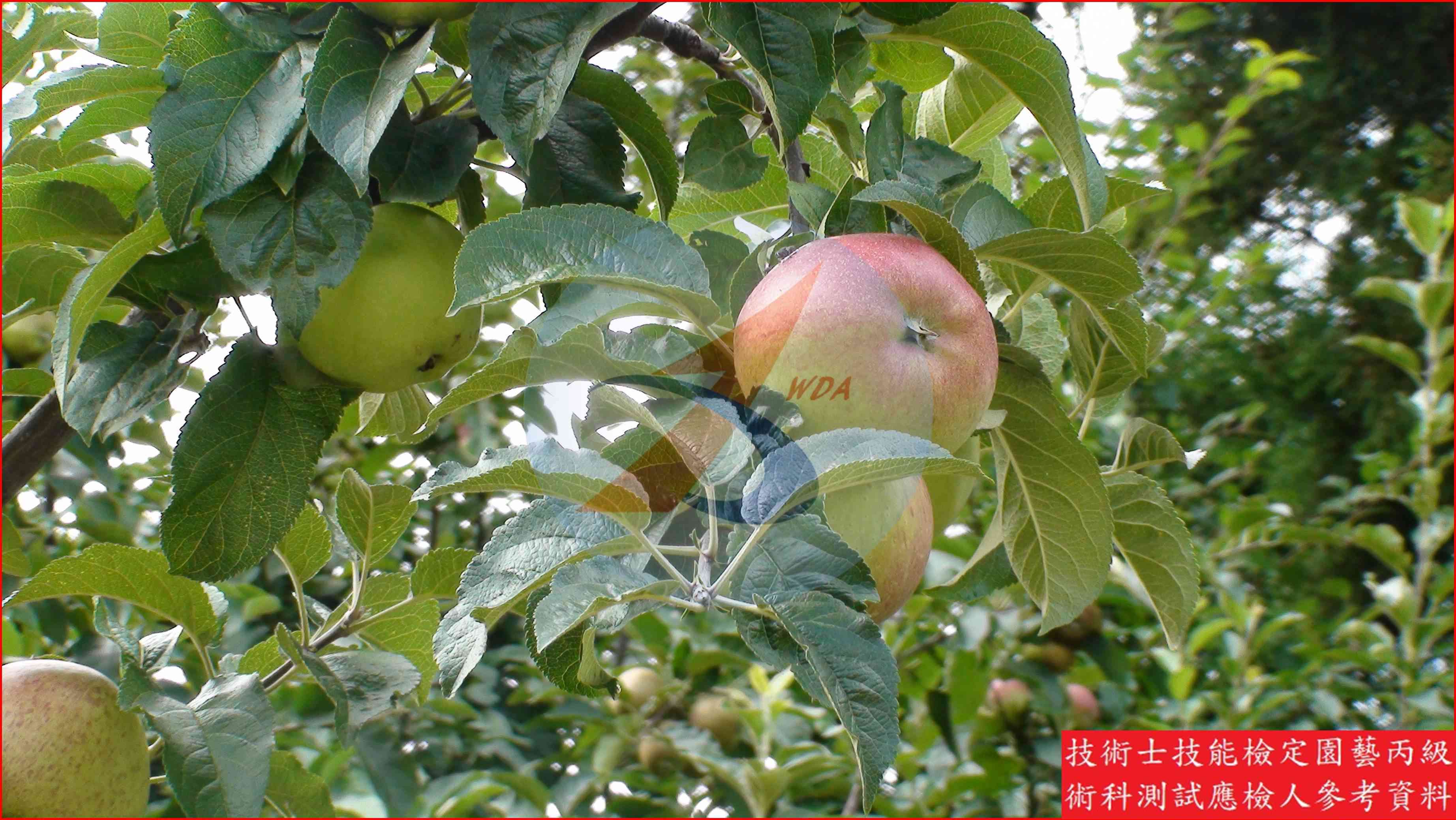 蘋果 園藝丙級識別圖片 11