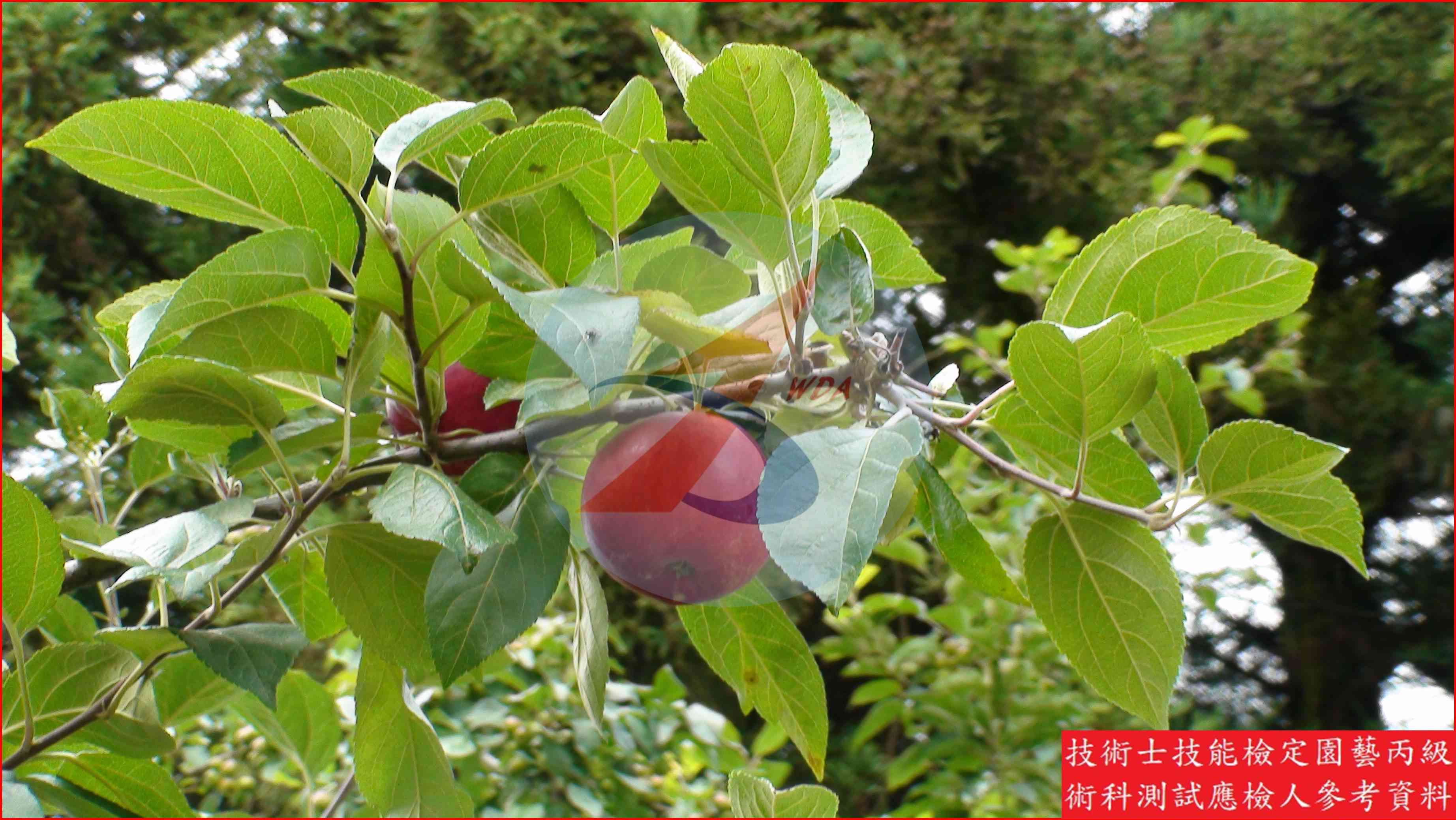 蘋果 園藝丙級識別圖片 12