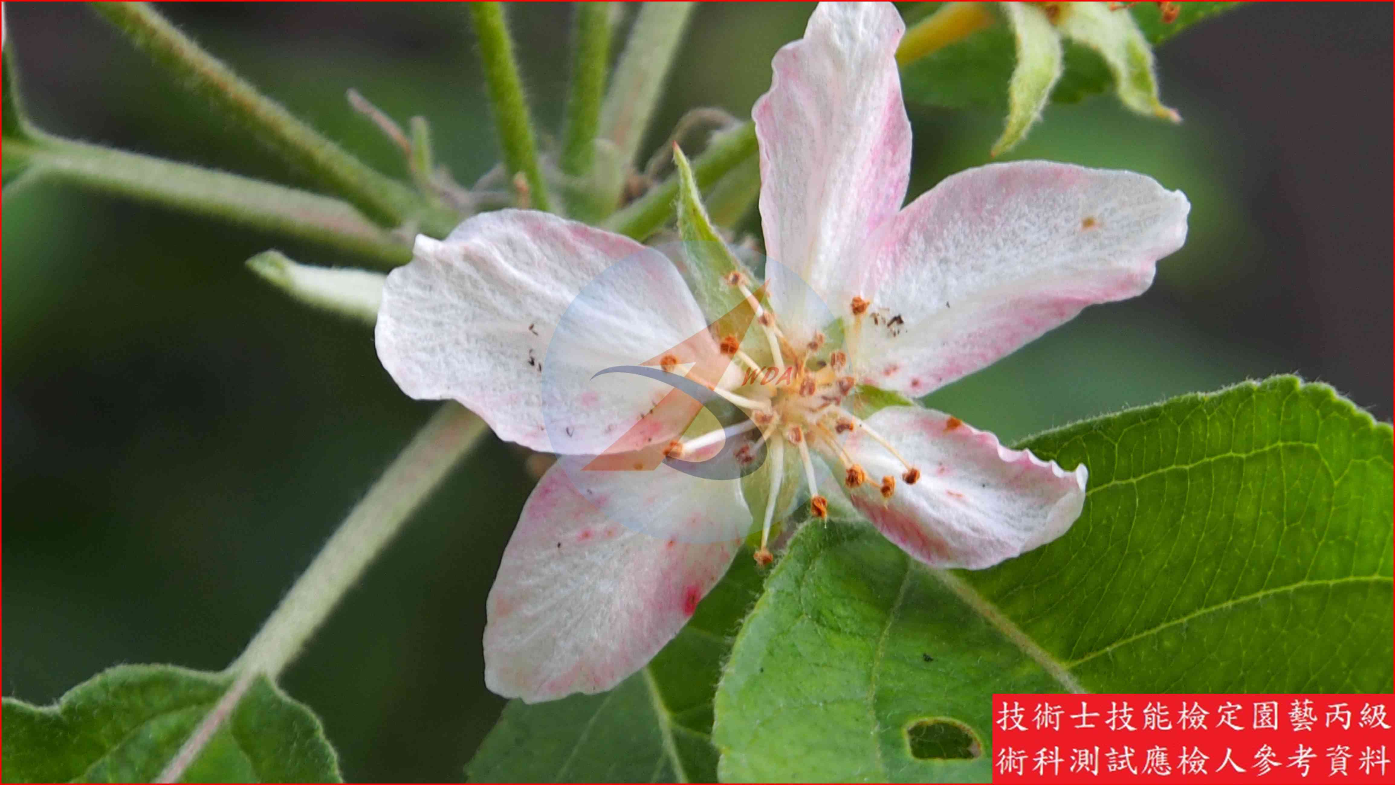 蘋果 園藝丙級識別圖片 2