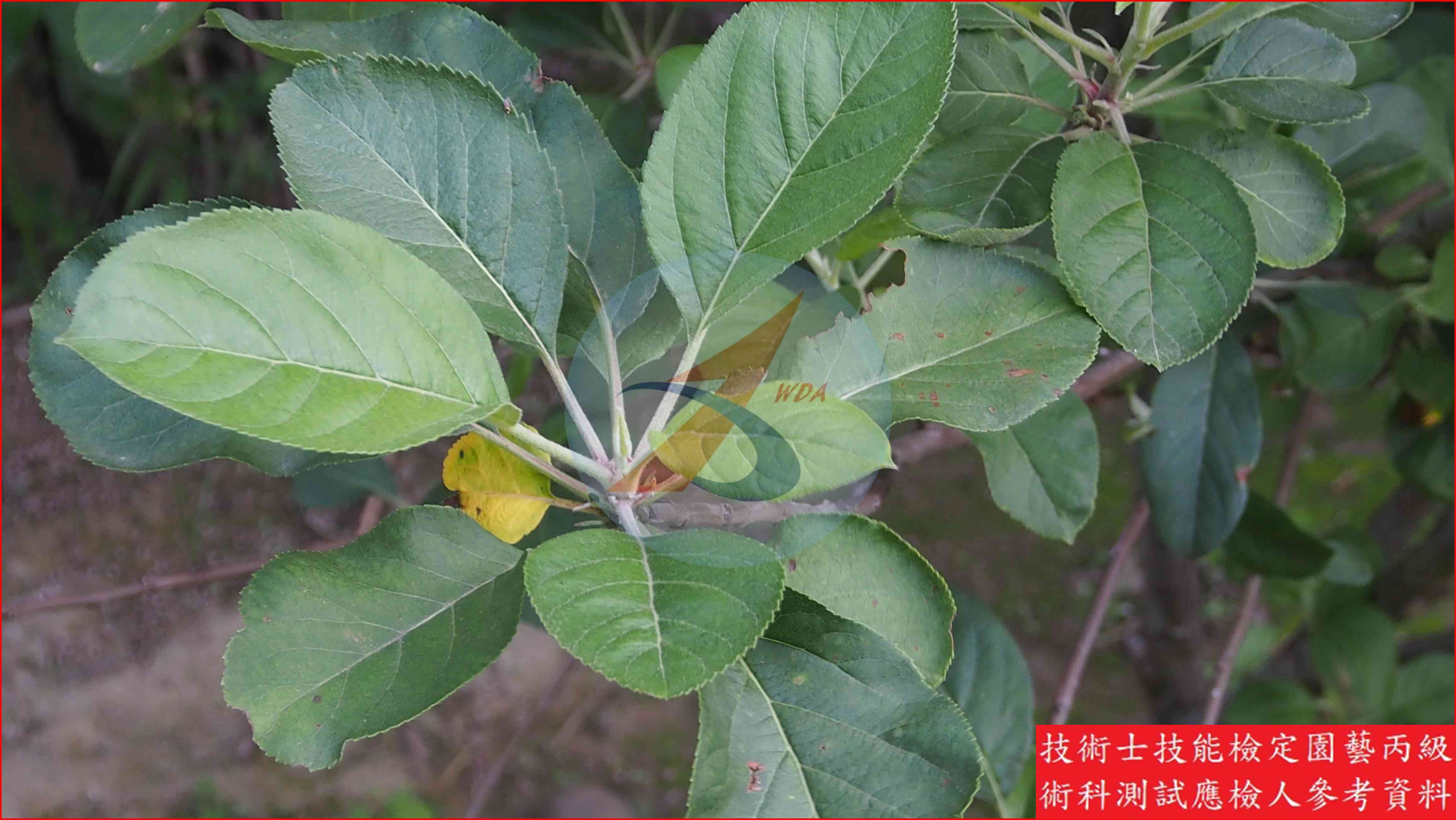 蘋果 園藝丙級識別圖片 3