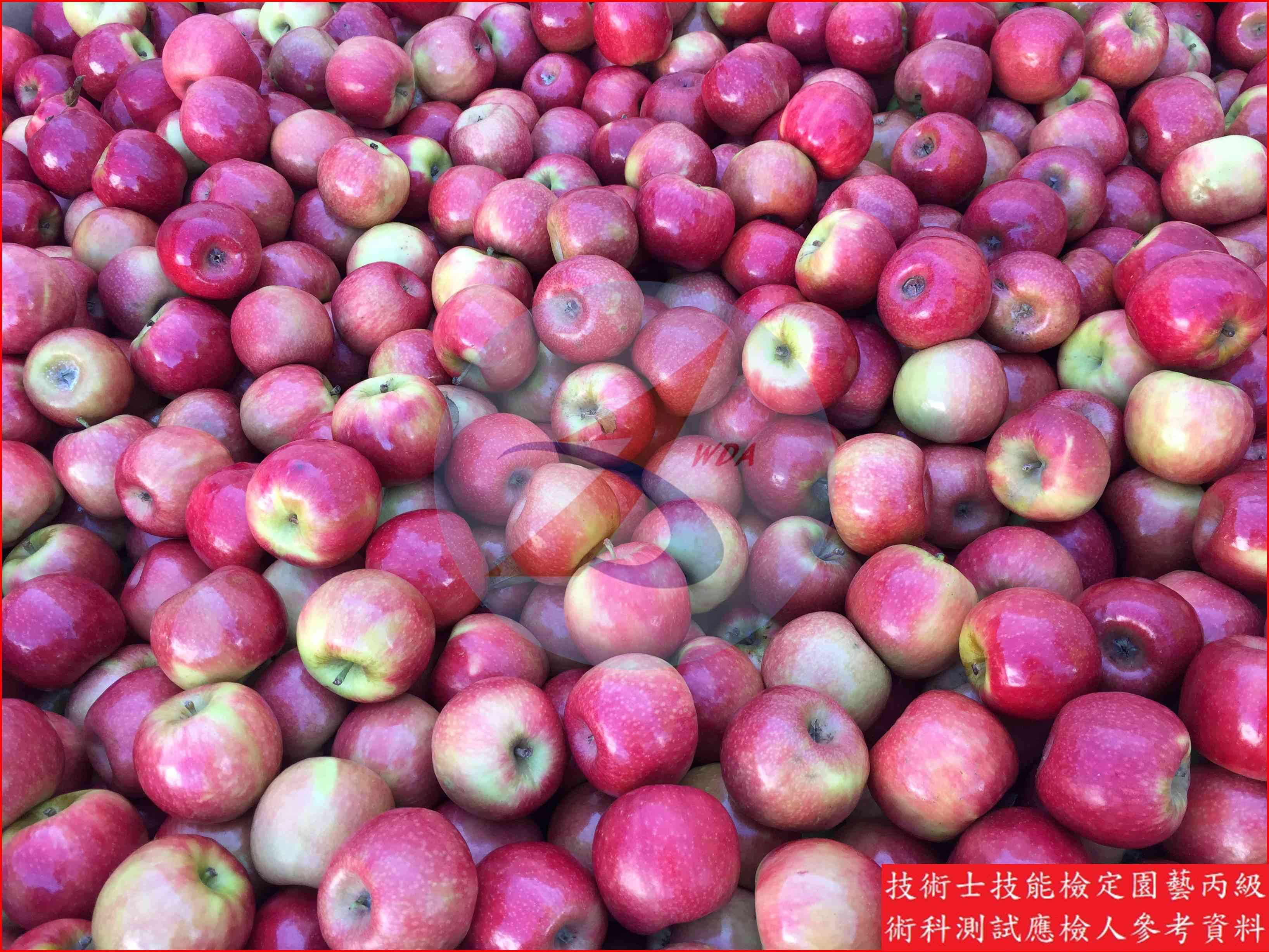 蘋果 園藝丙級識別圖片 4