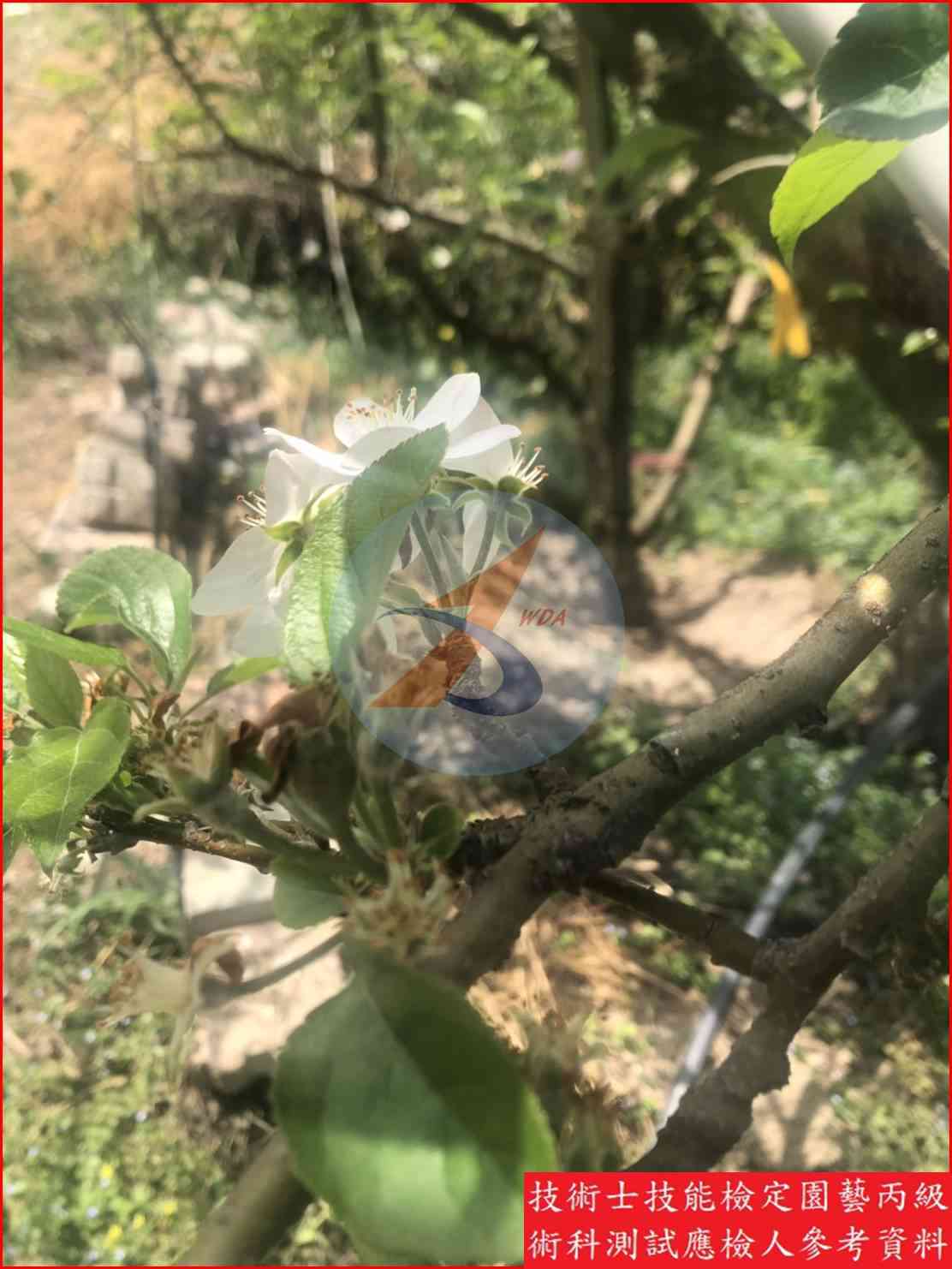 蘋果 園藝丙級識別圖片 5