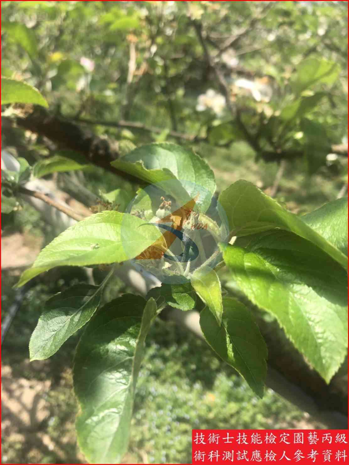 蘋果 園藝丙級識別圖片 6