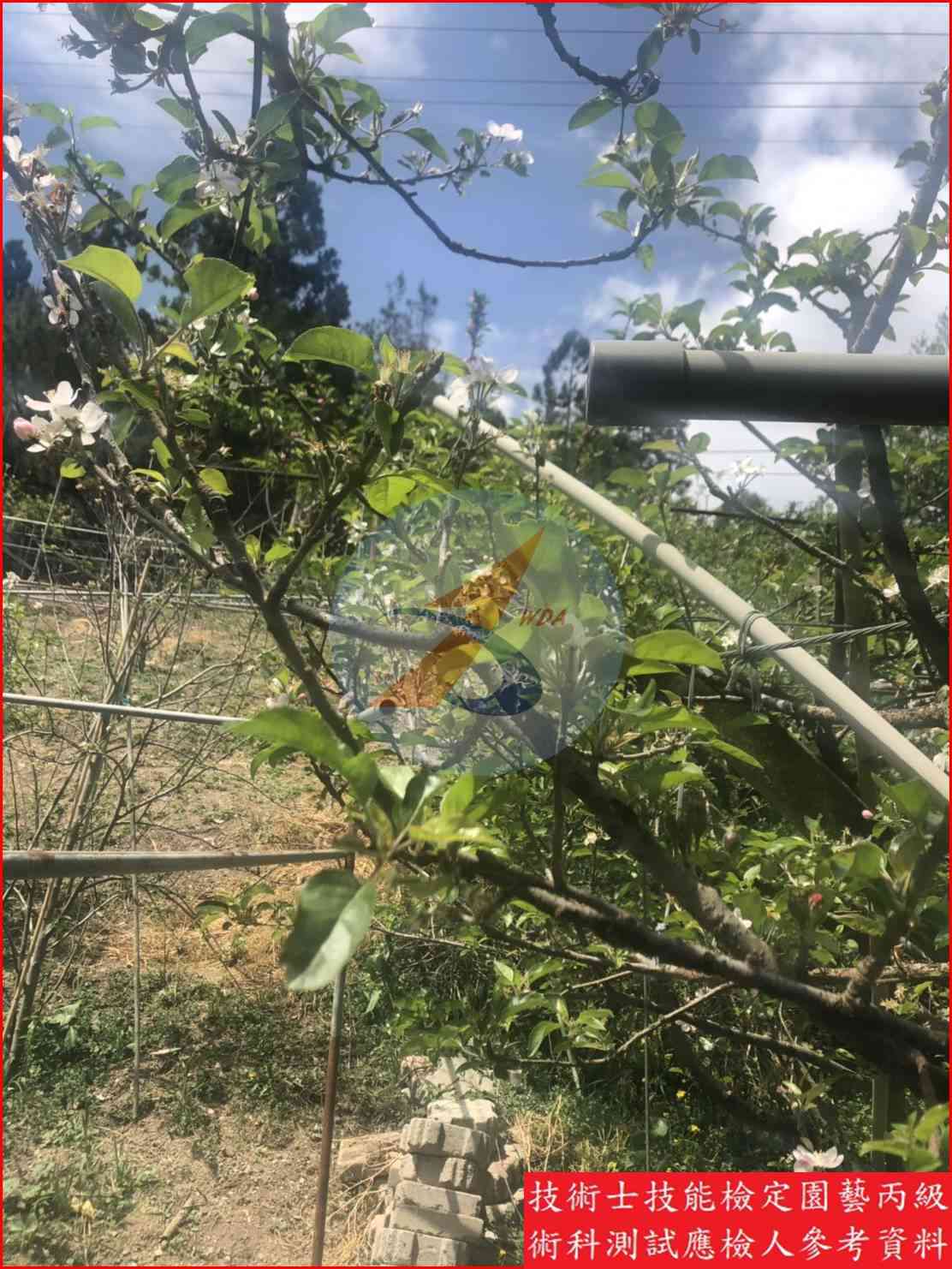 蘋果 園藝丙級識別圖片 7