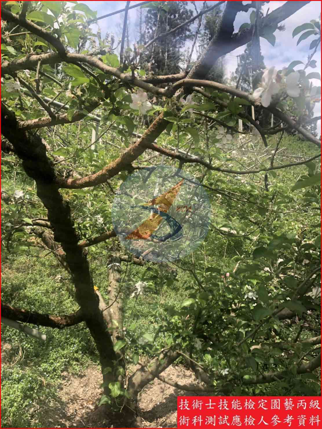 蘋果 園藝丙級識別圖片 8