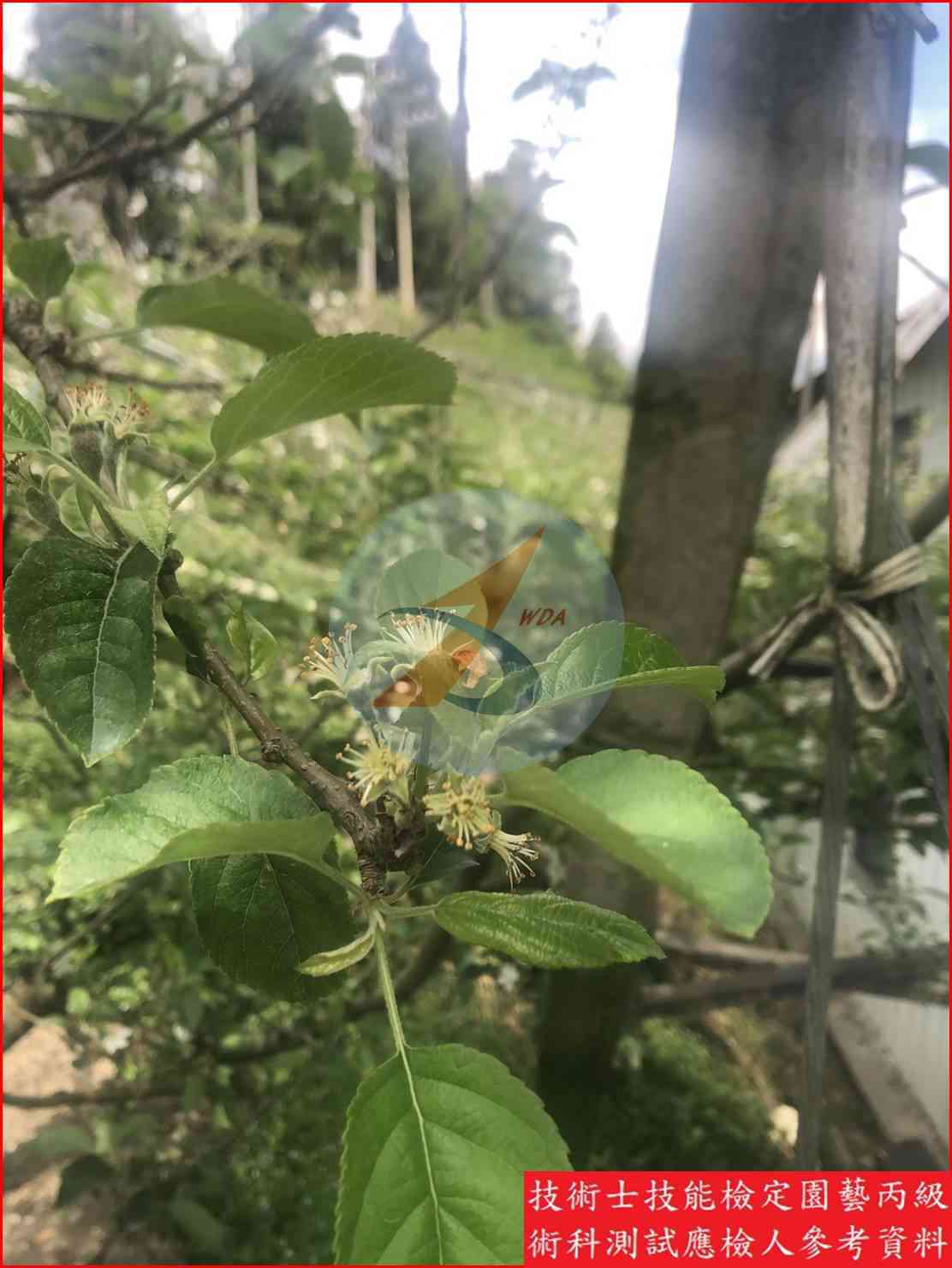 蘋果 園藝丙級識別圖片 9