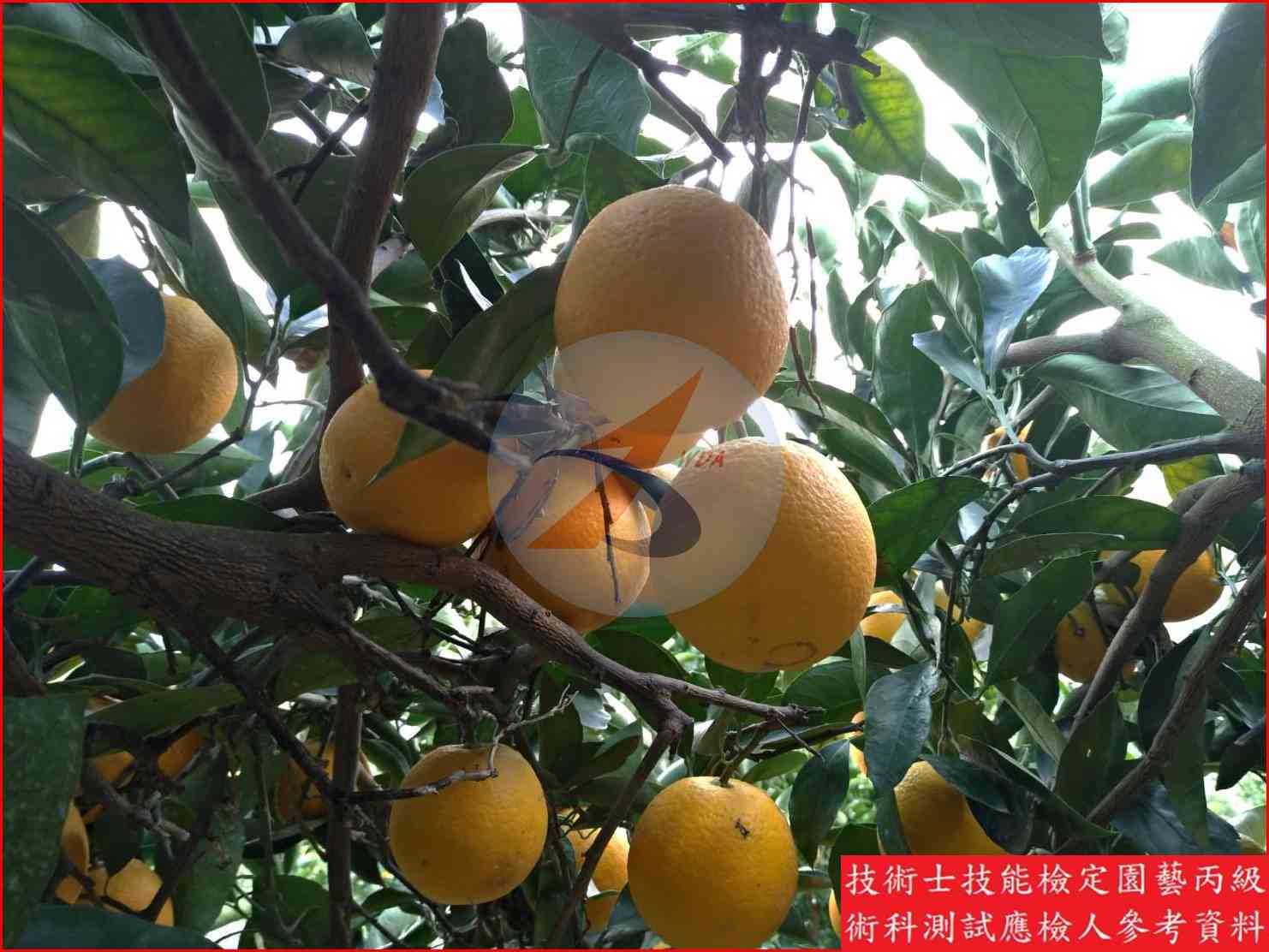 柳橙 園藝丙級識別圖片 10