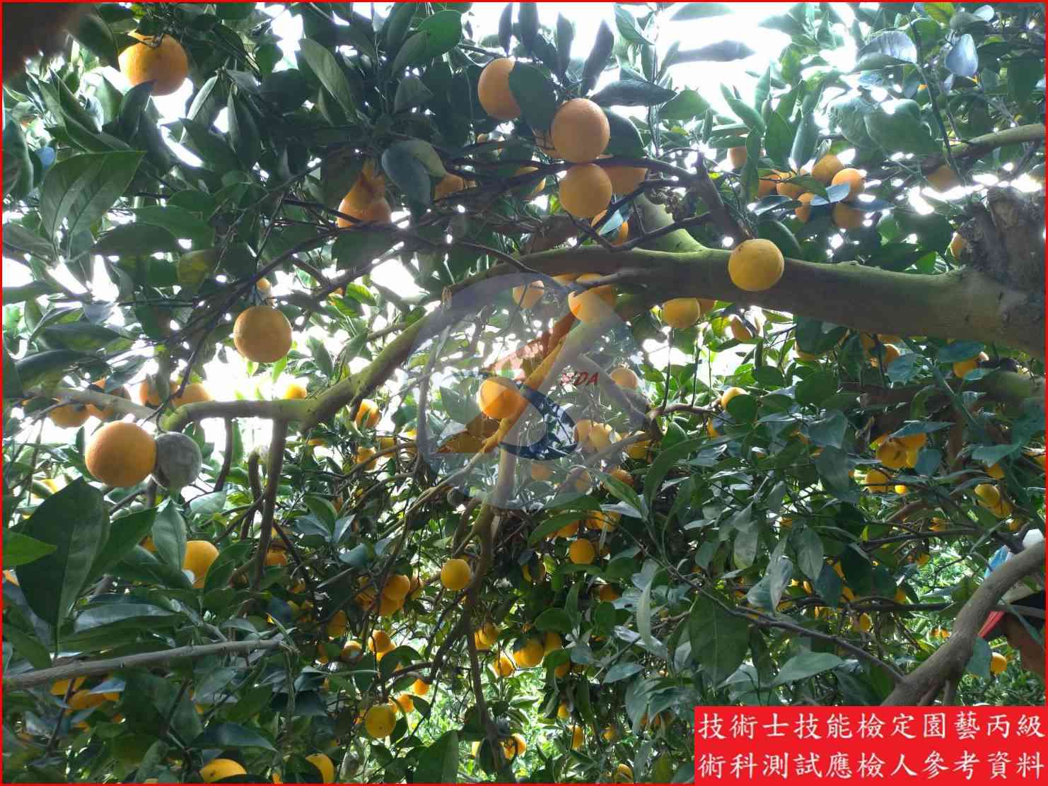 柳橙 園藝丙級識別圖片 11