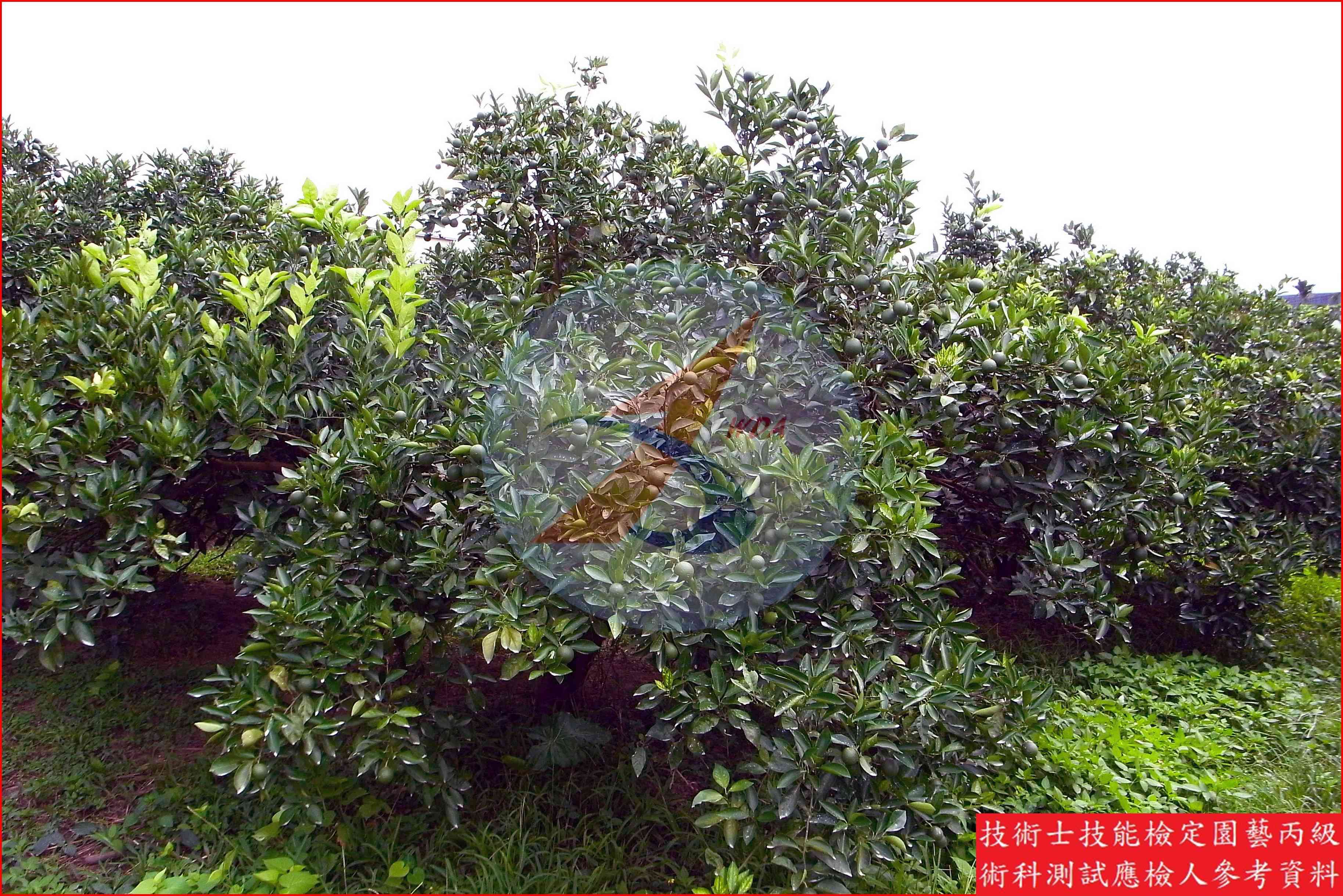 柳橙 園藝丙級識別圖片 3