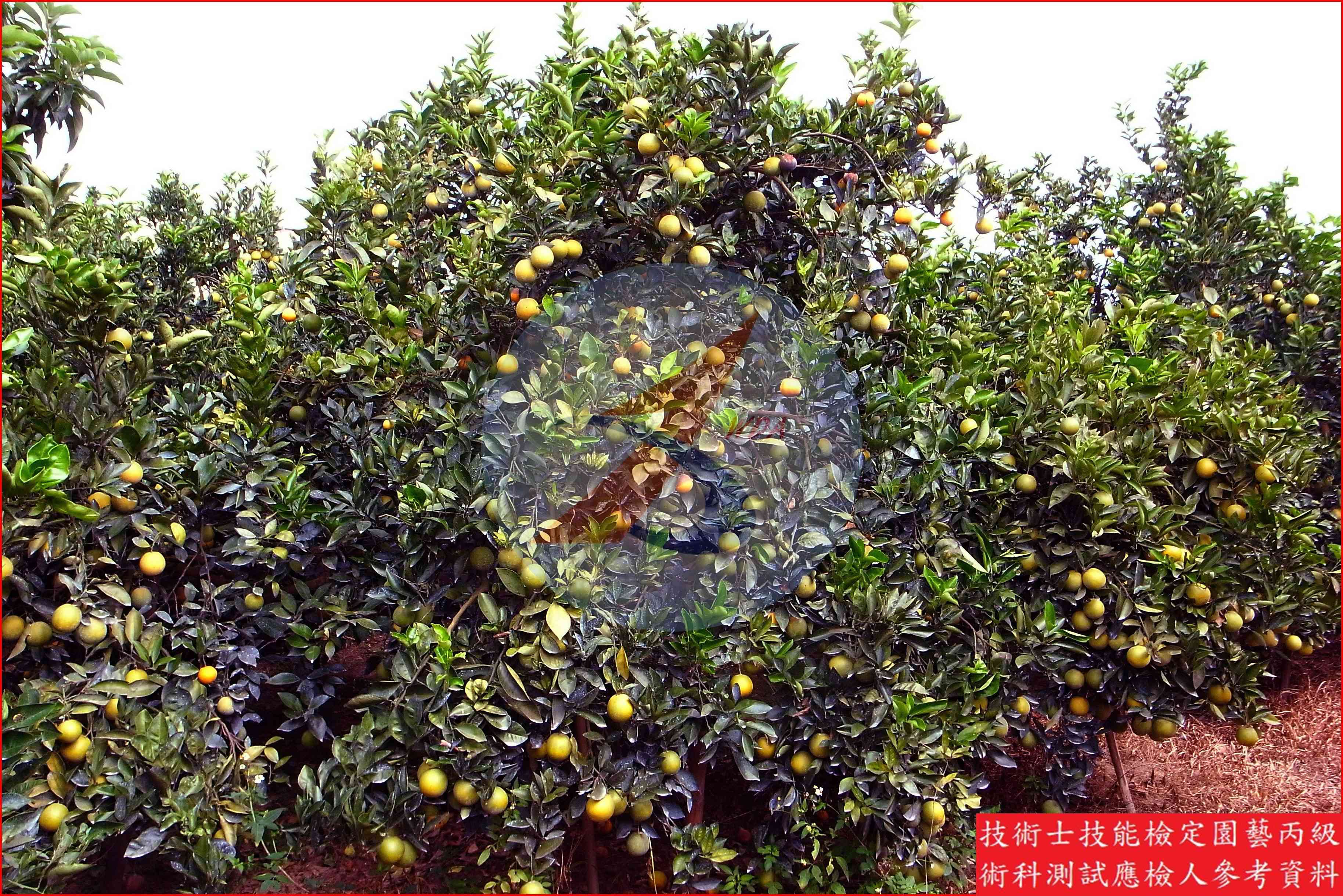 柳橙 園藝丙級識別圖片 4