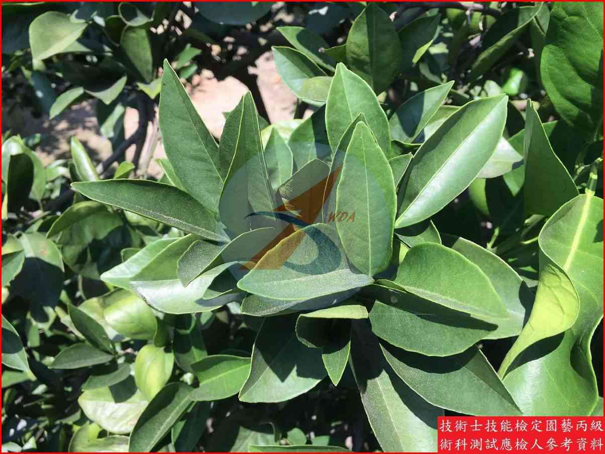 柳橙 園藝丙級識別圖片 9