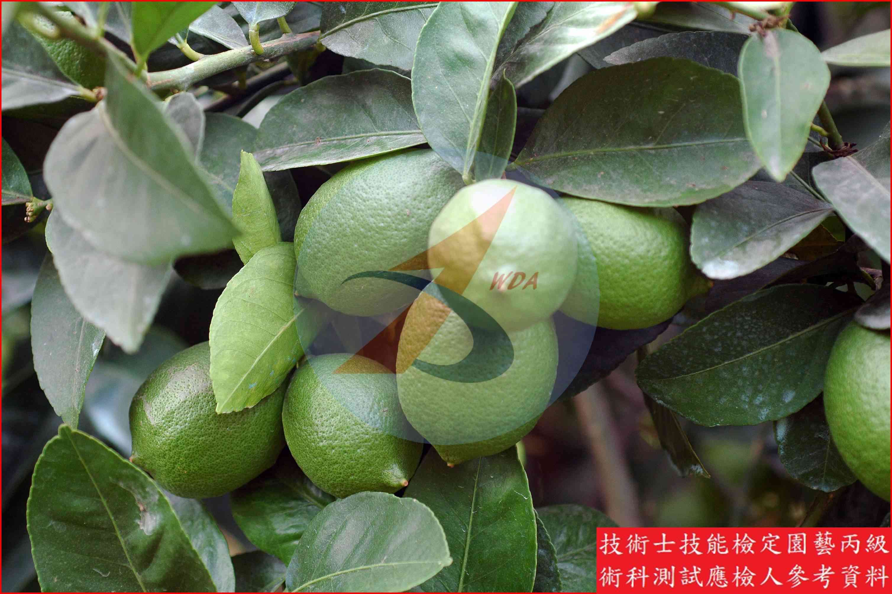 檸檬 / 萊姆 比較主圖