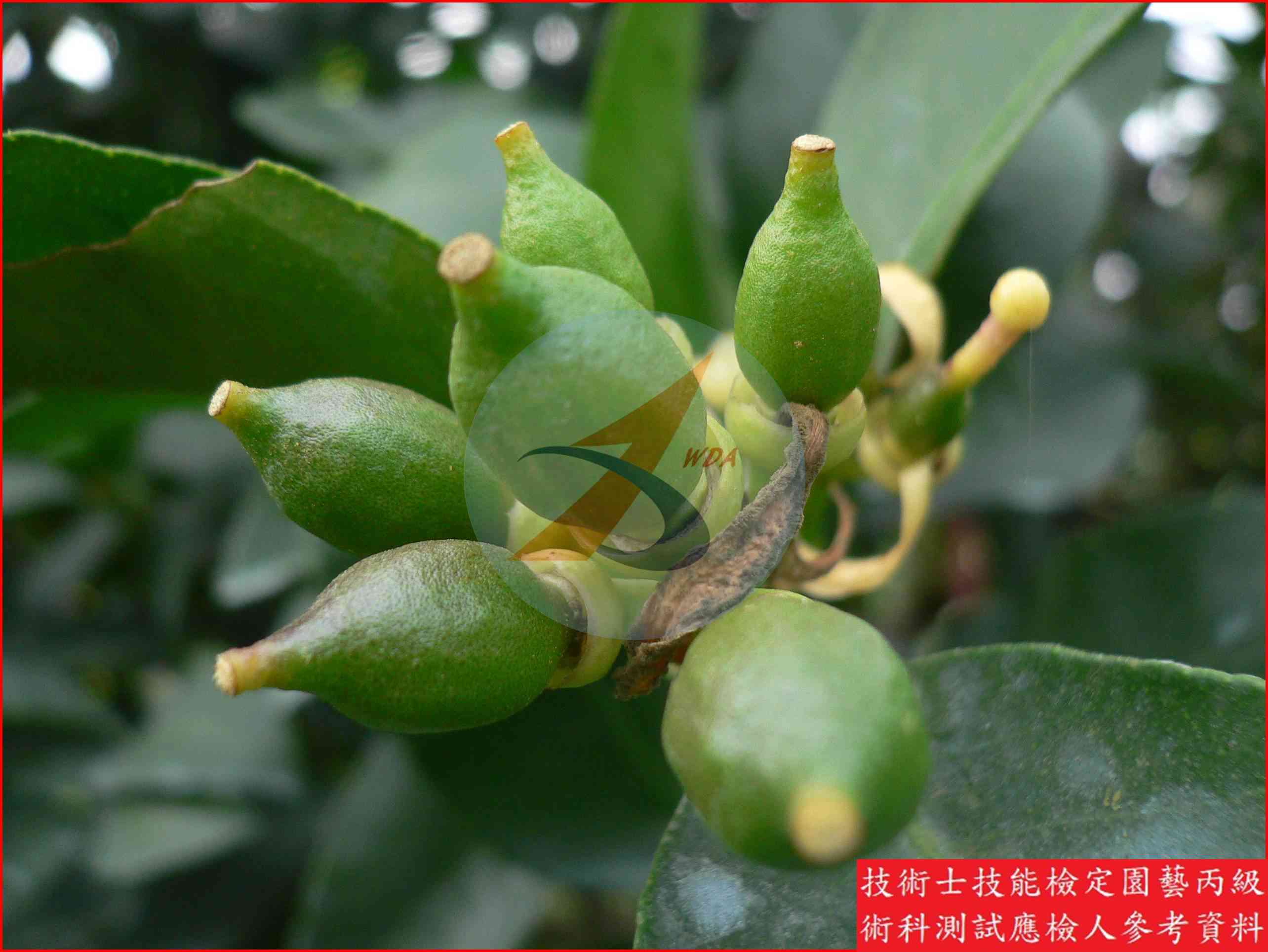 檸檬 園藝丙級識別圖片 11