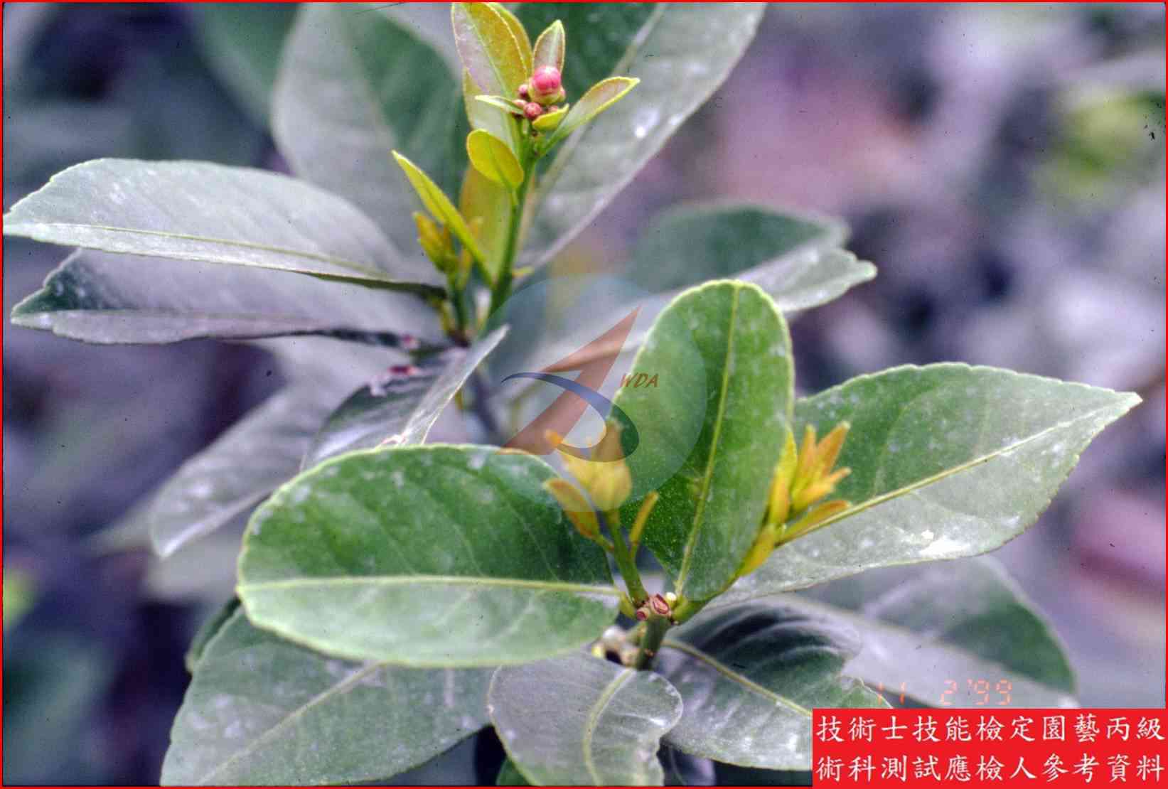 檸檬 園藝丙級識別圖片 6