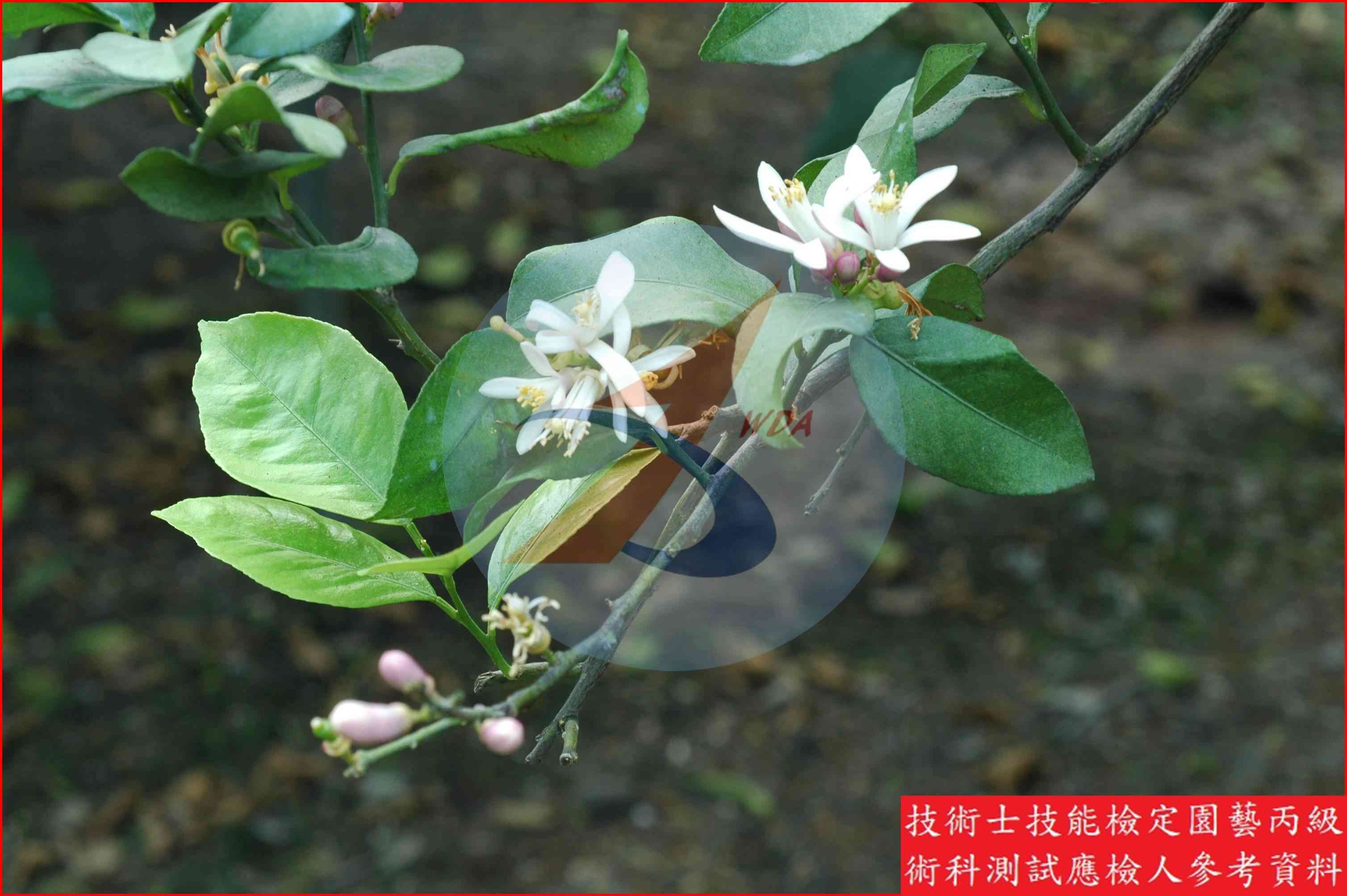 檸檬 園藝丙級識別圖片 7