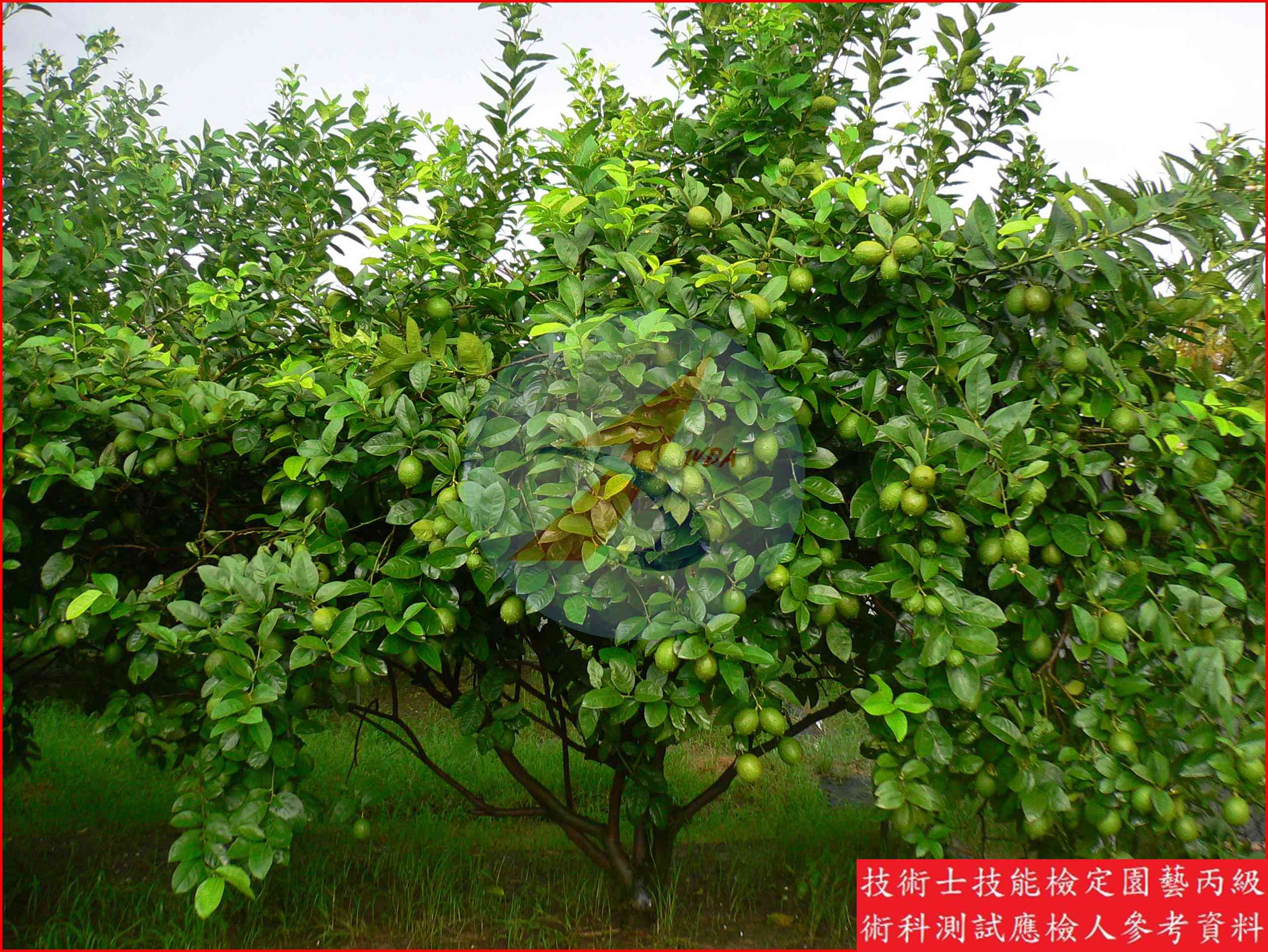 檸檬 園藝丙級識別圖片 8