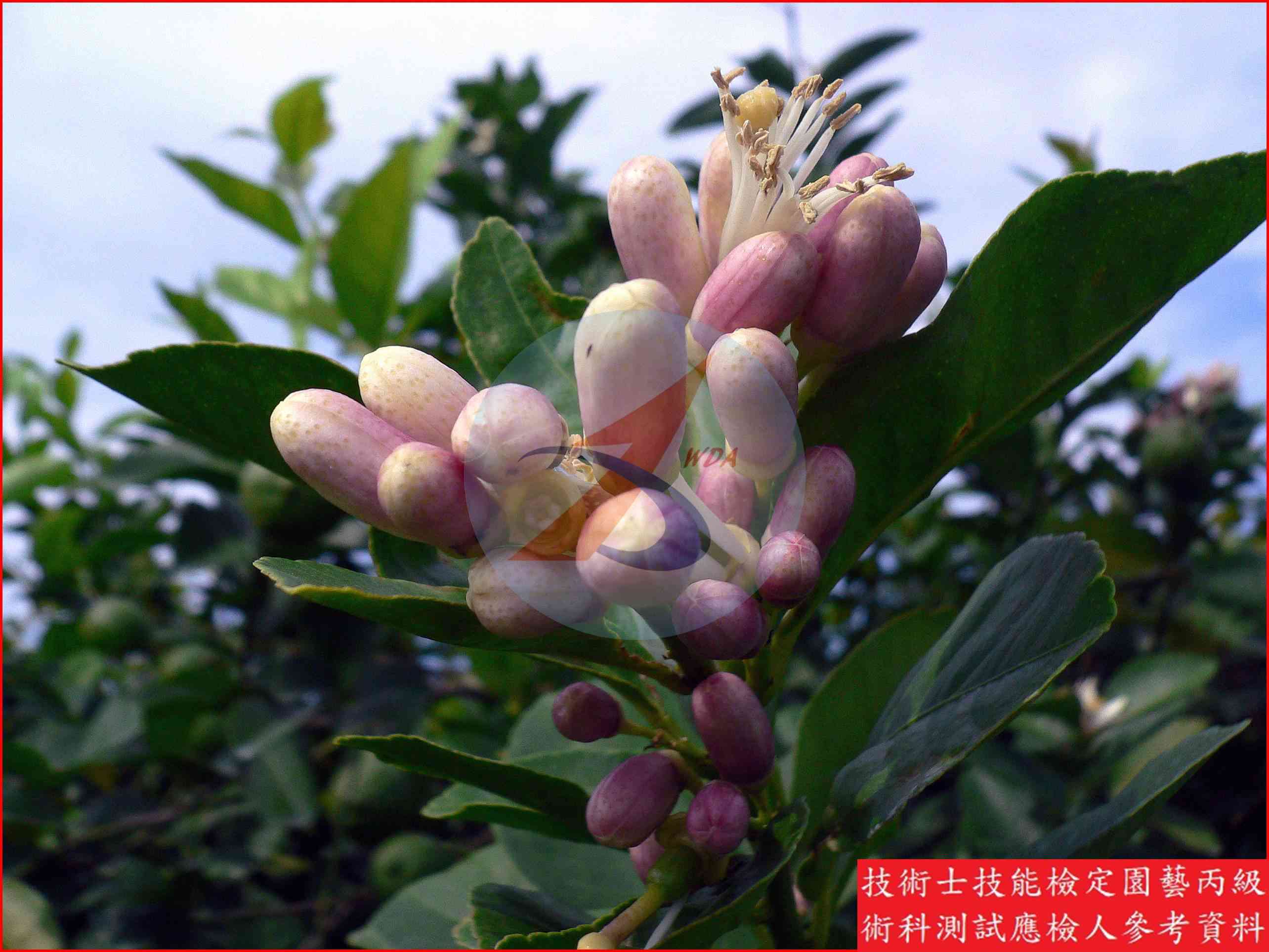 檸檬 園藝丙級識別圖片 9