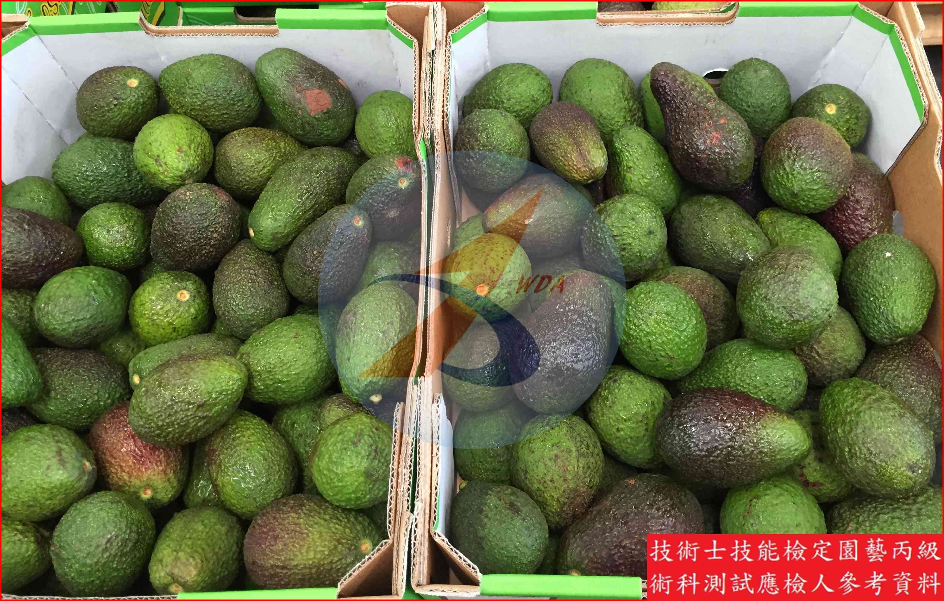 酪梨 園藝丙級識別圖片 5