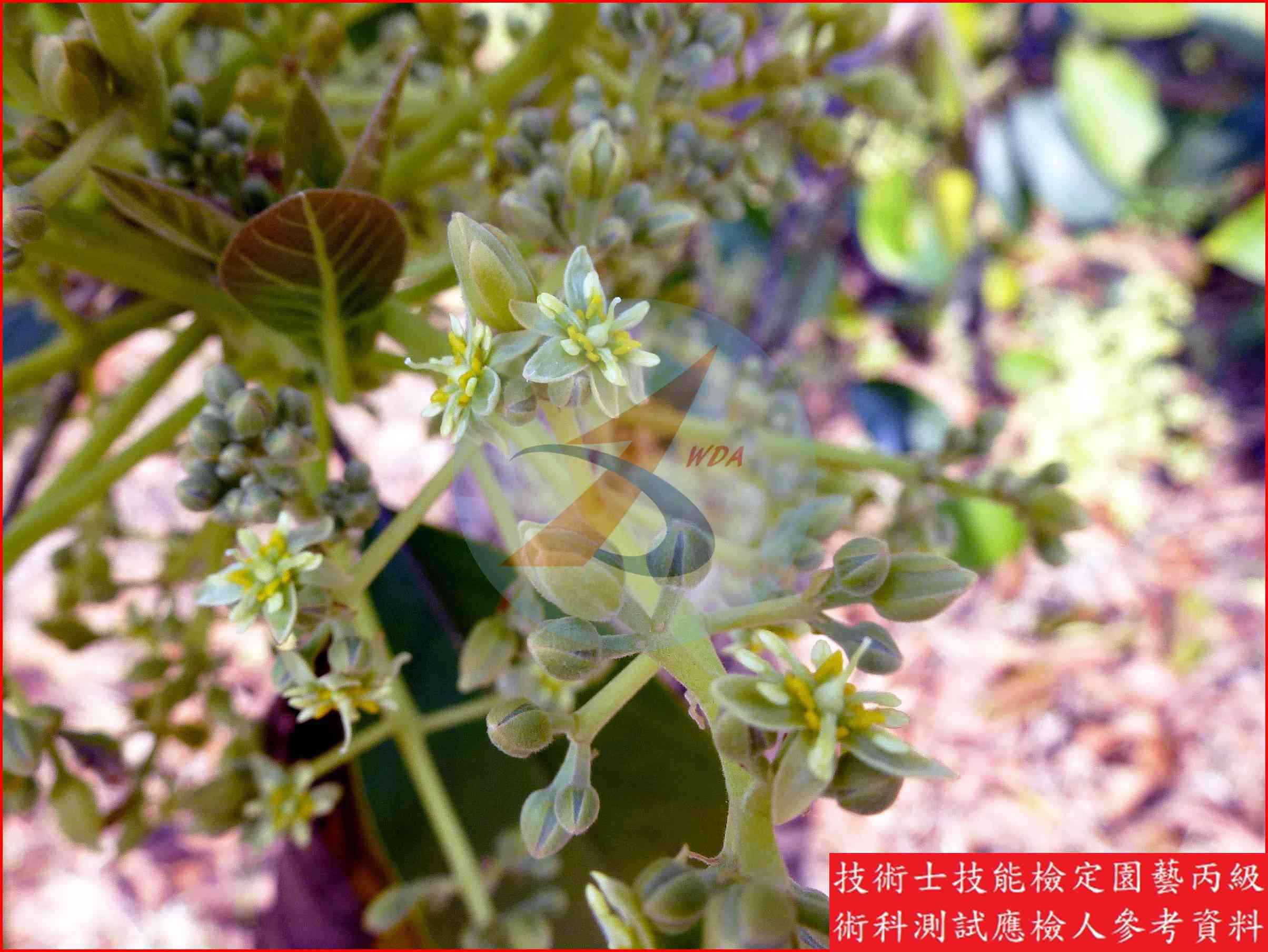 酪梨 園藝丙級識別圖片 7