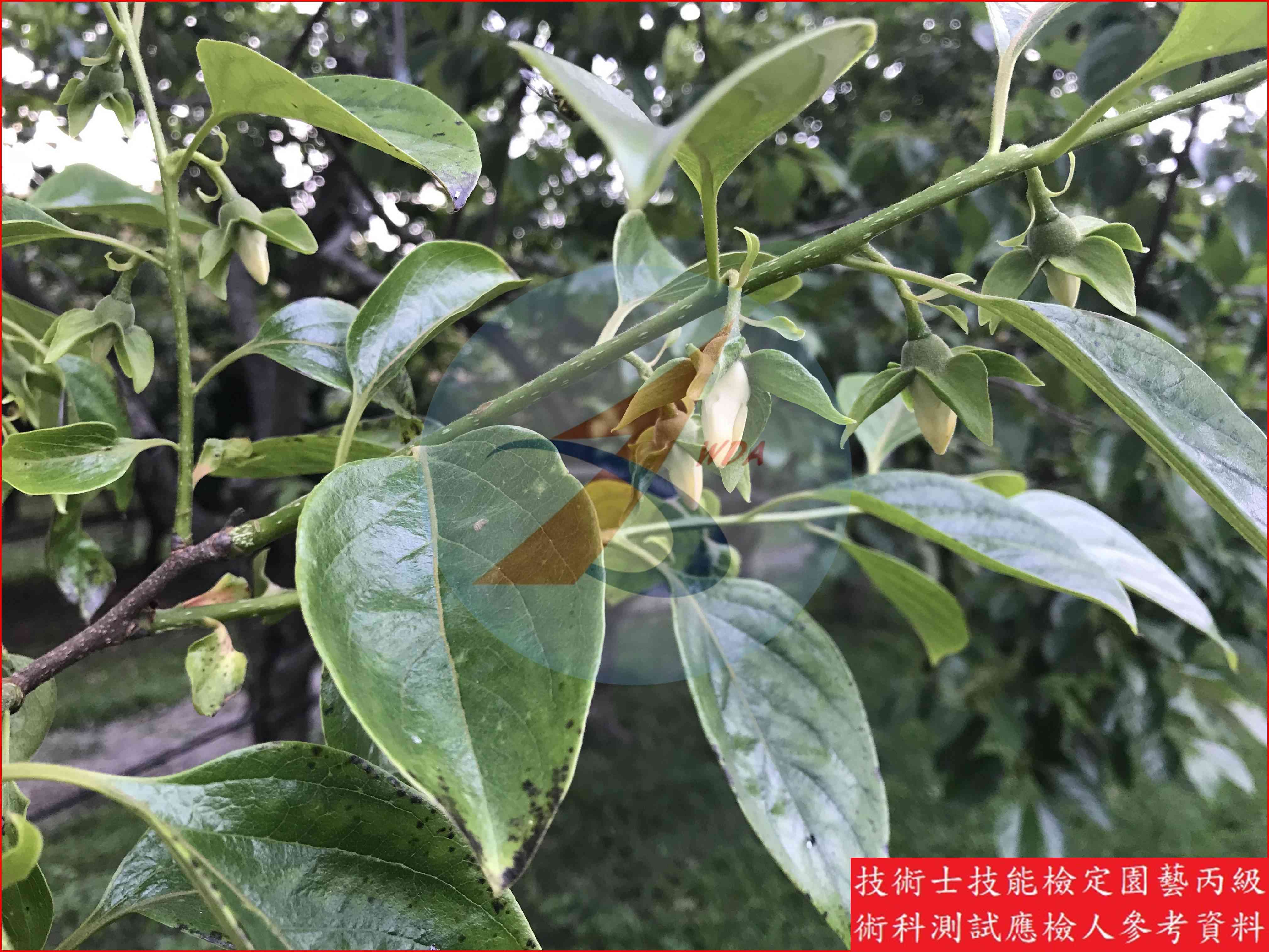柿 園藝丙級識別圖片 10