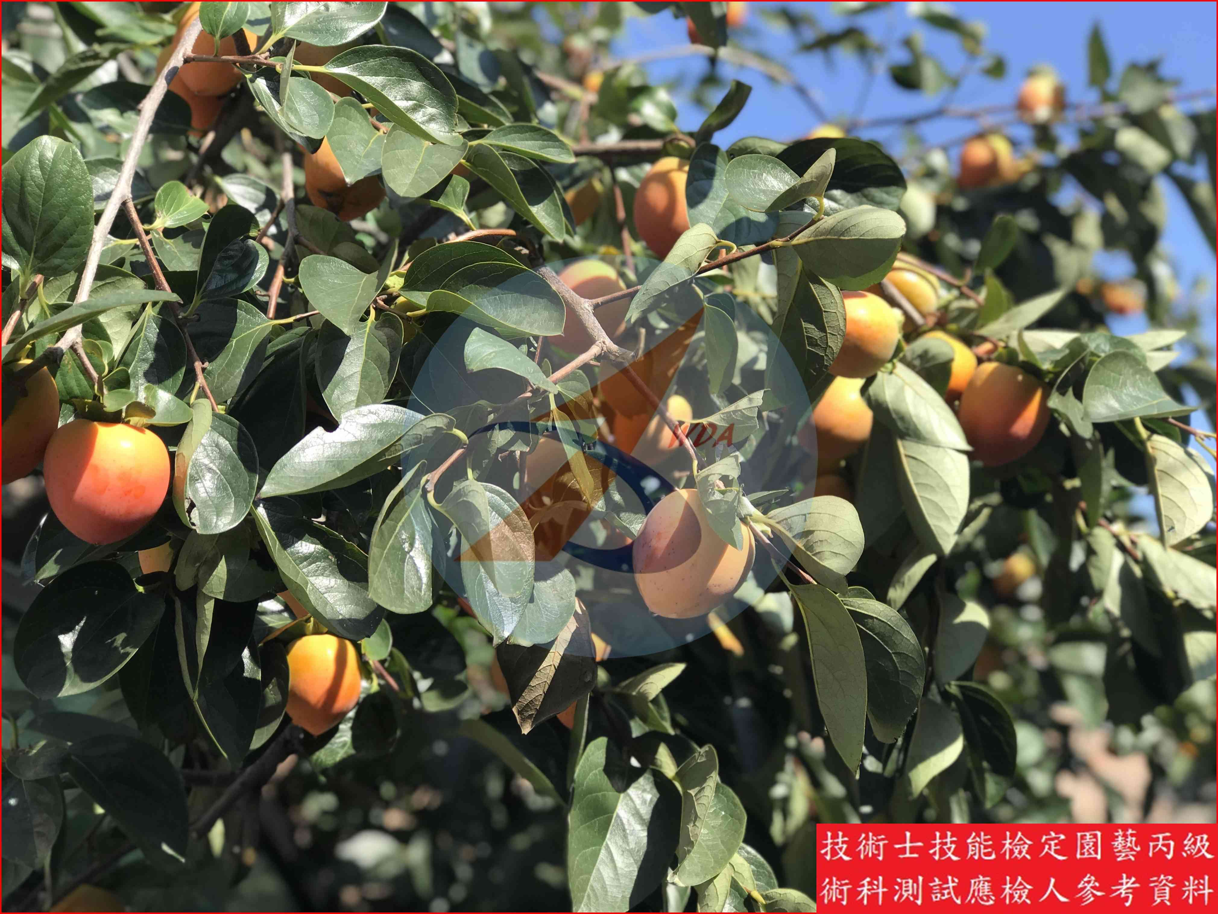 柿 園藝丙級識別圖片 12