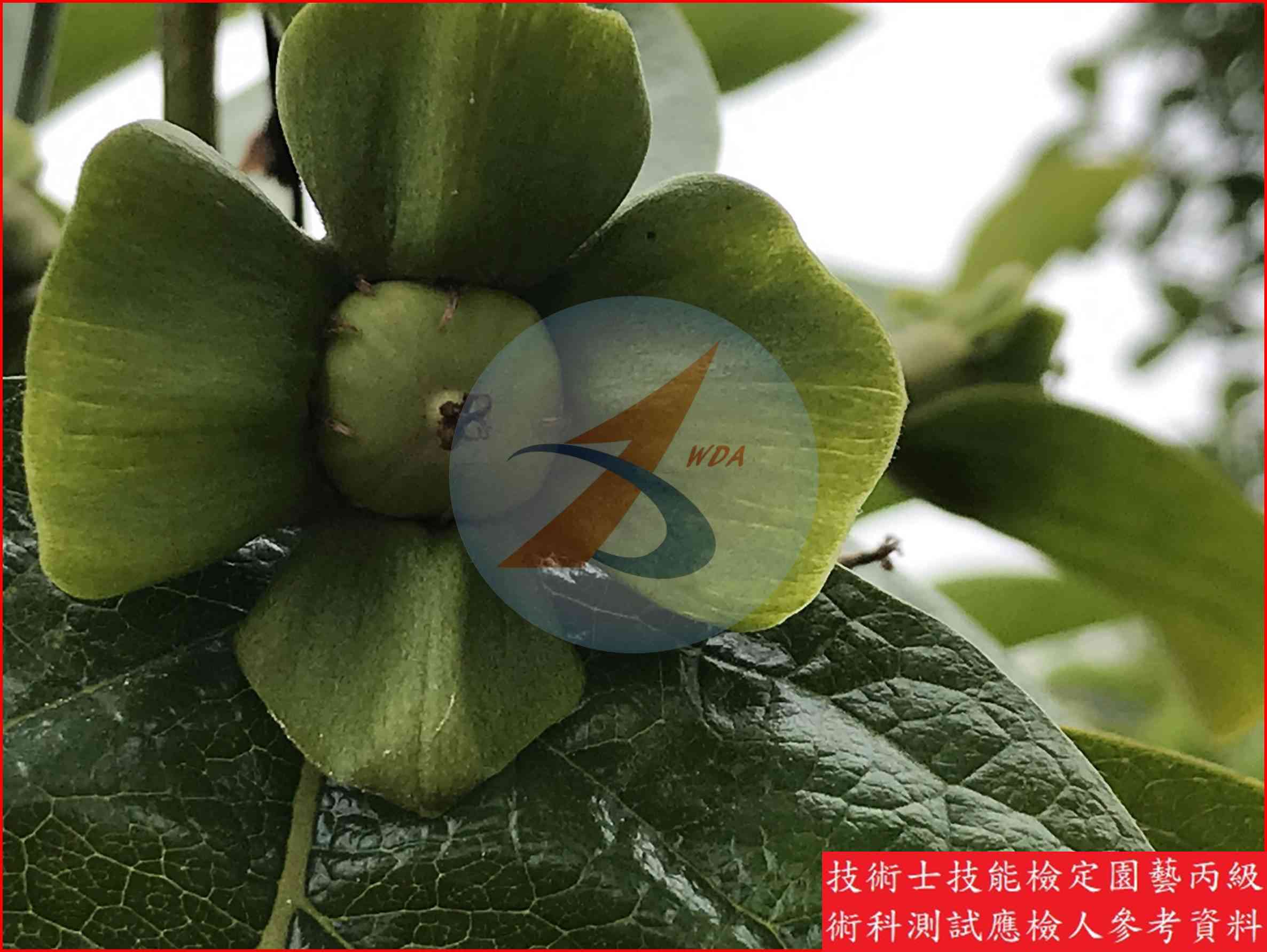 柿 園藝丙級識別圖片 13