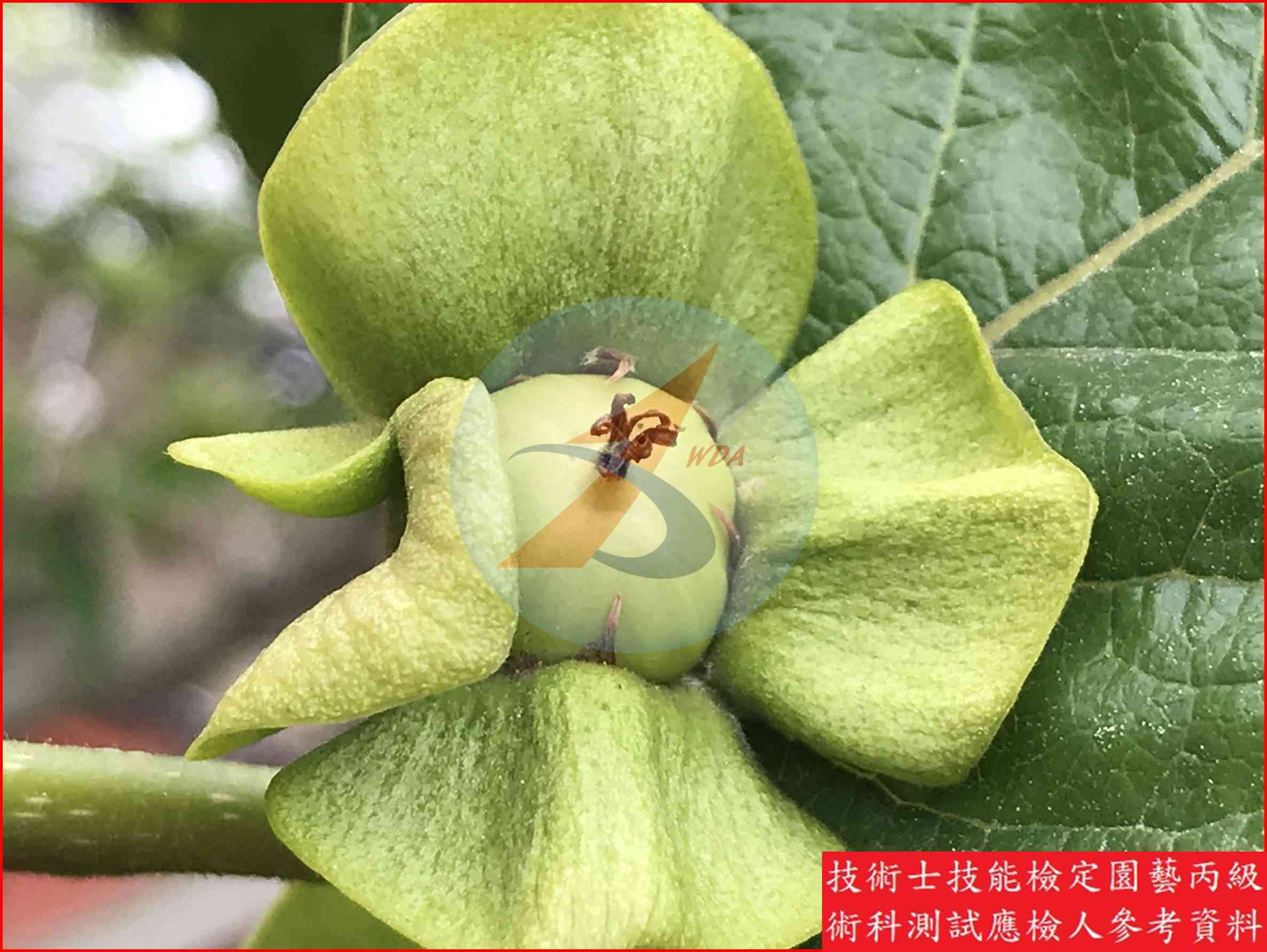 柿 園藝丙級識別圖片 14