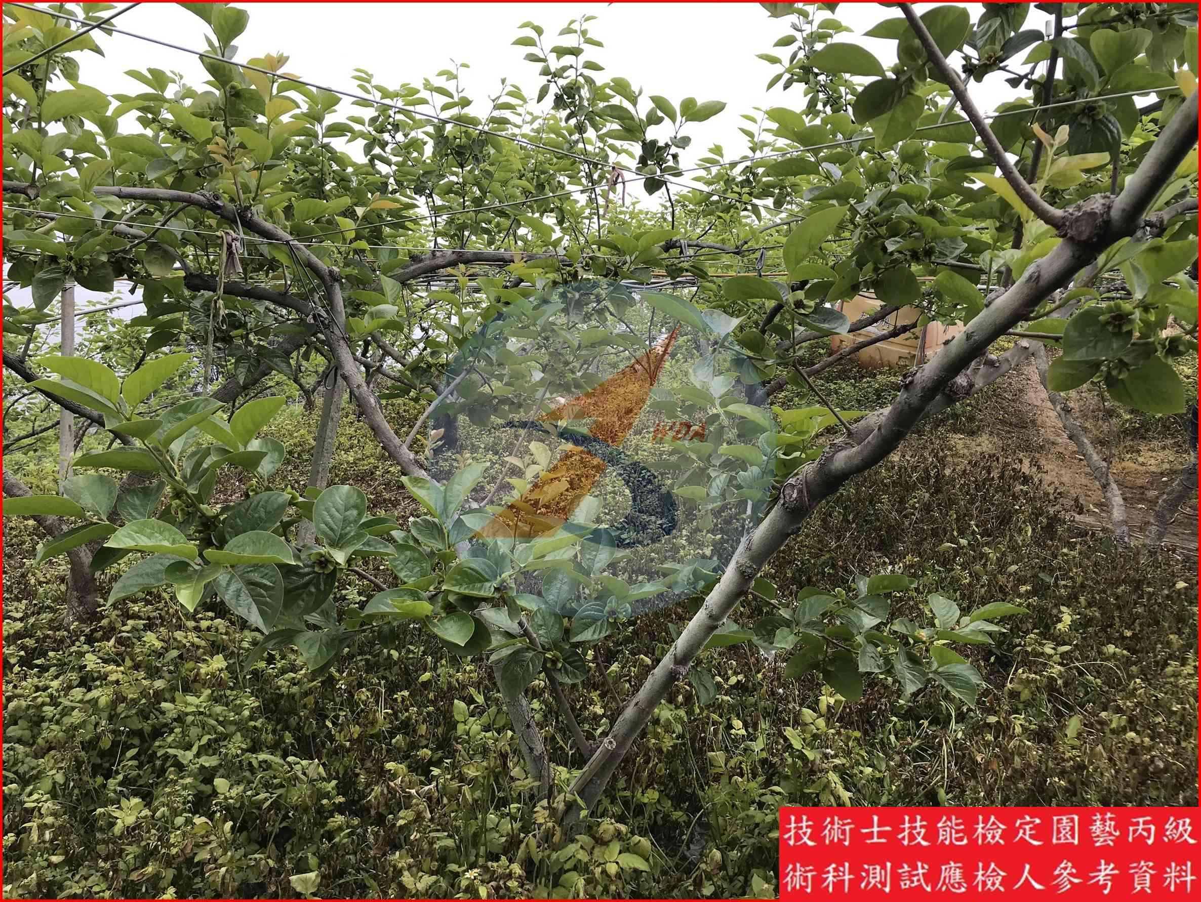 柿 園藝丙級識別圖片 2