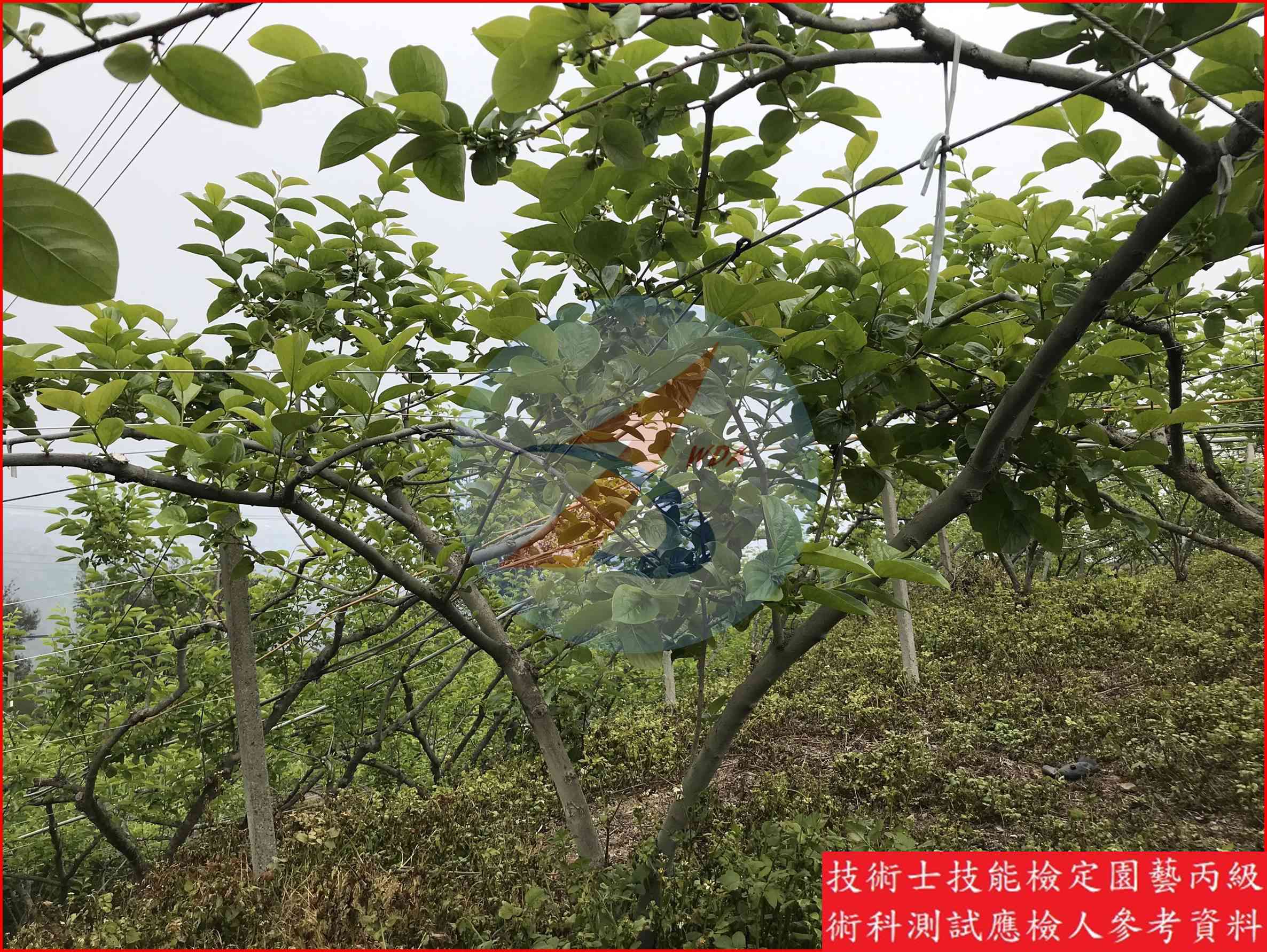 柿 園藝丙級識別圖片 3